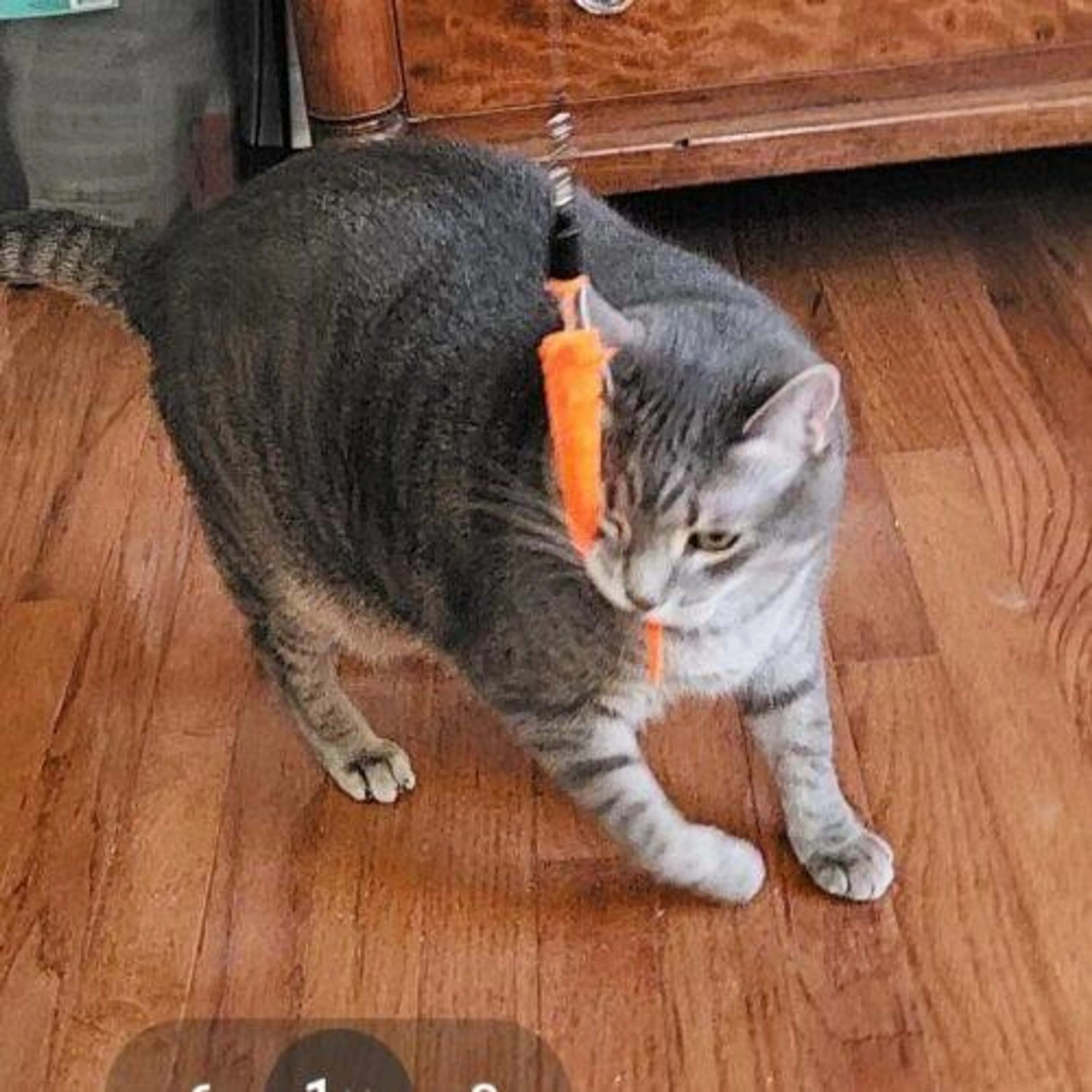 Found pet-4