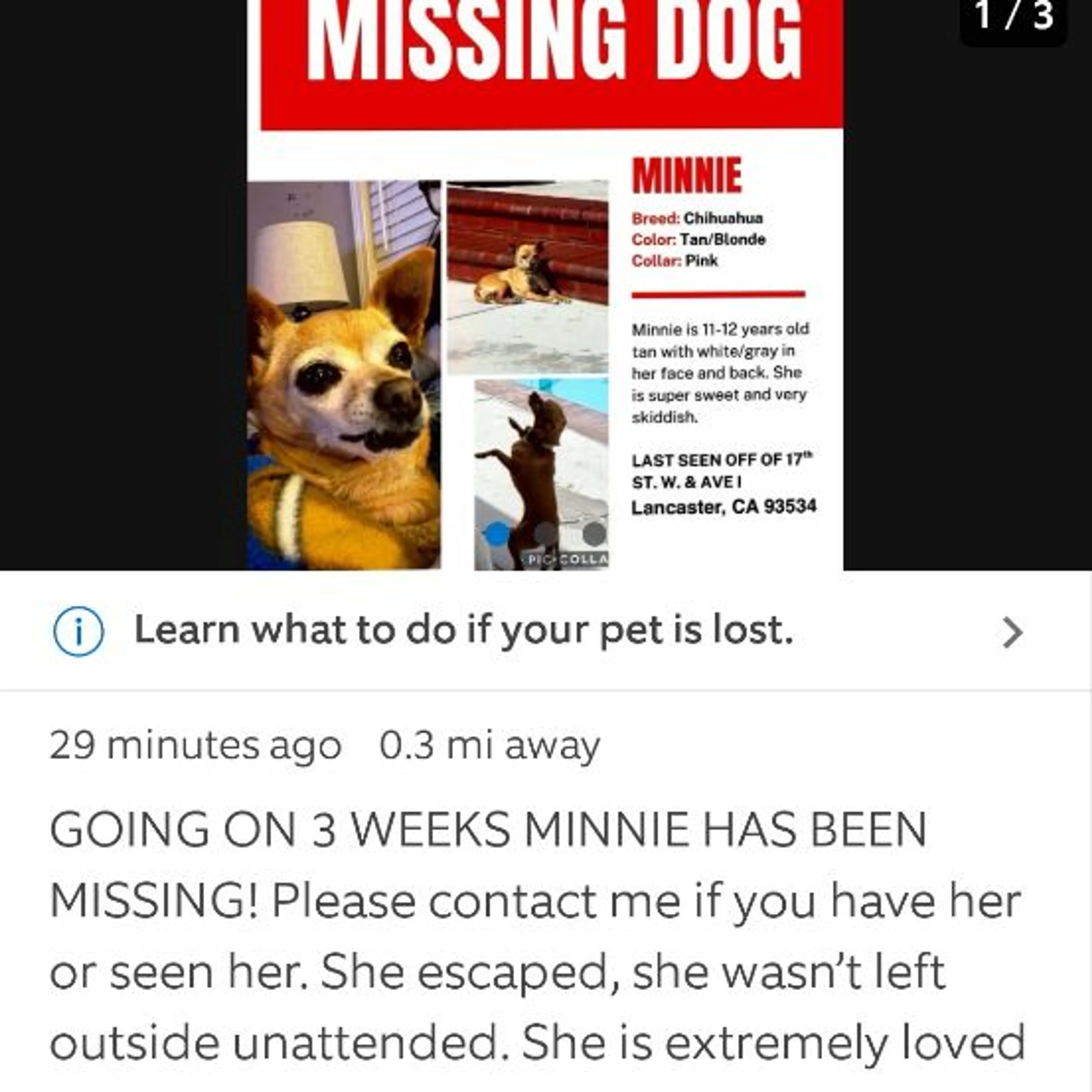 Lost pet