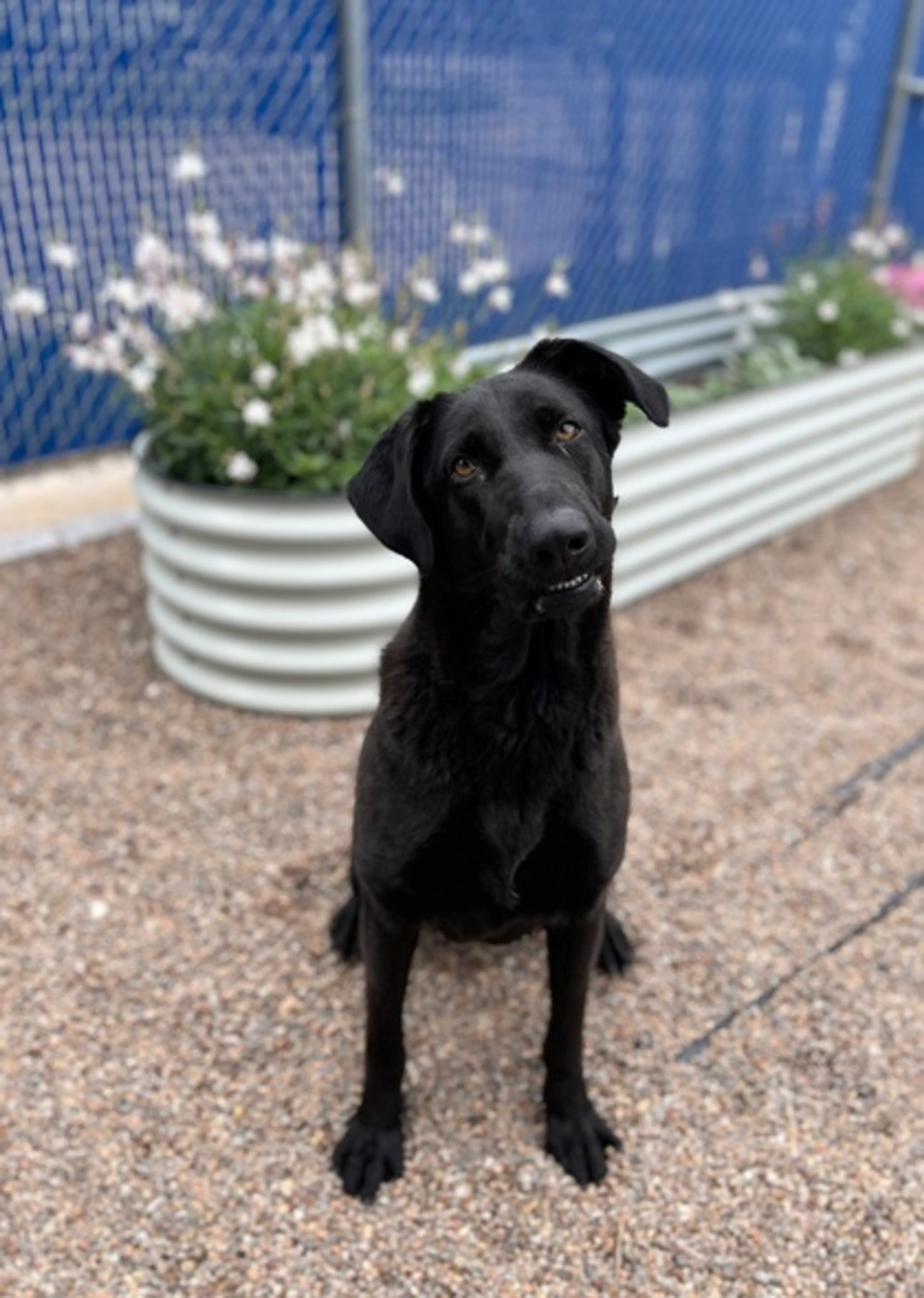 Found pet-2