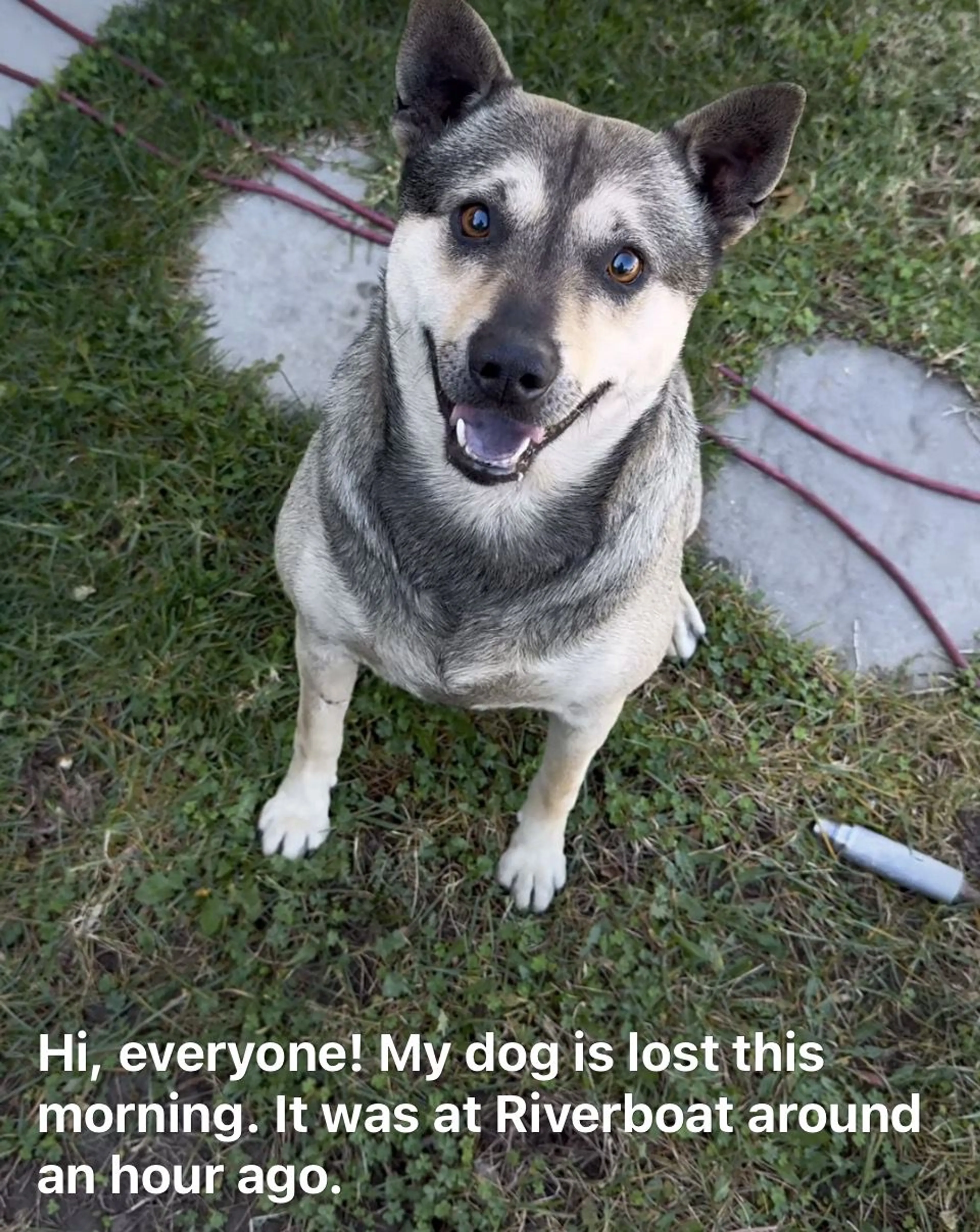 Lost pet