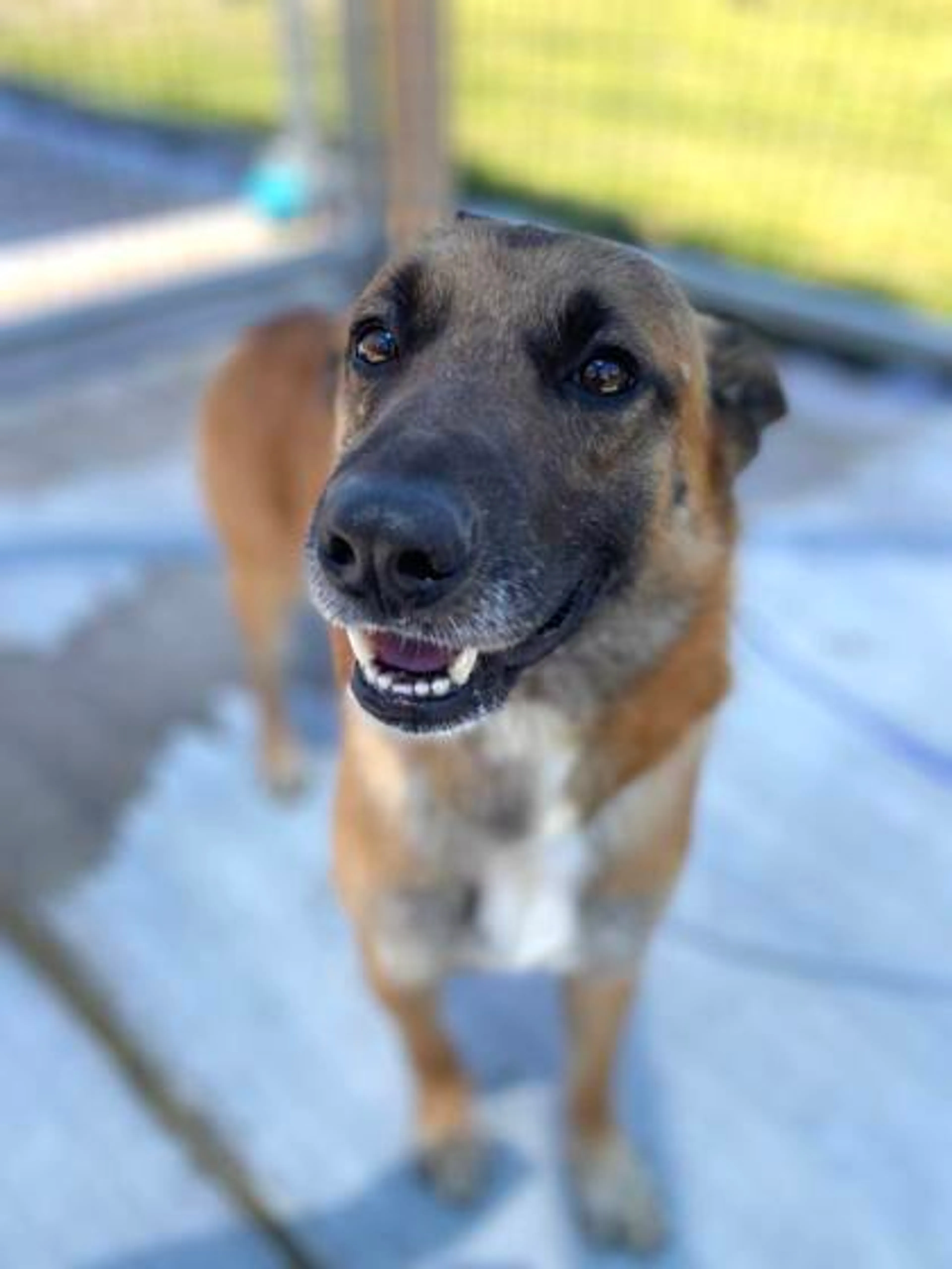 Found pet-1