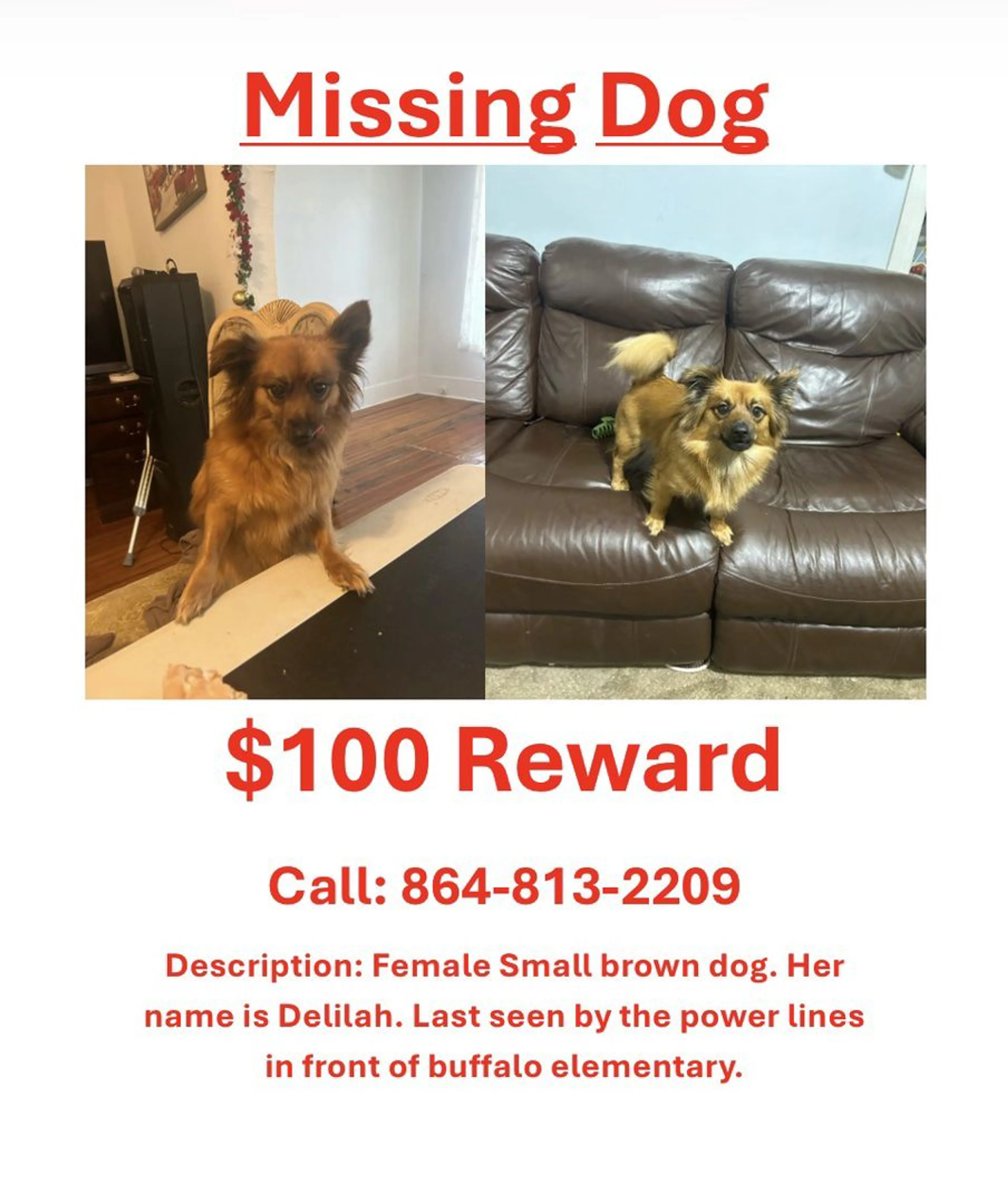 Lost pet