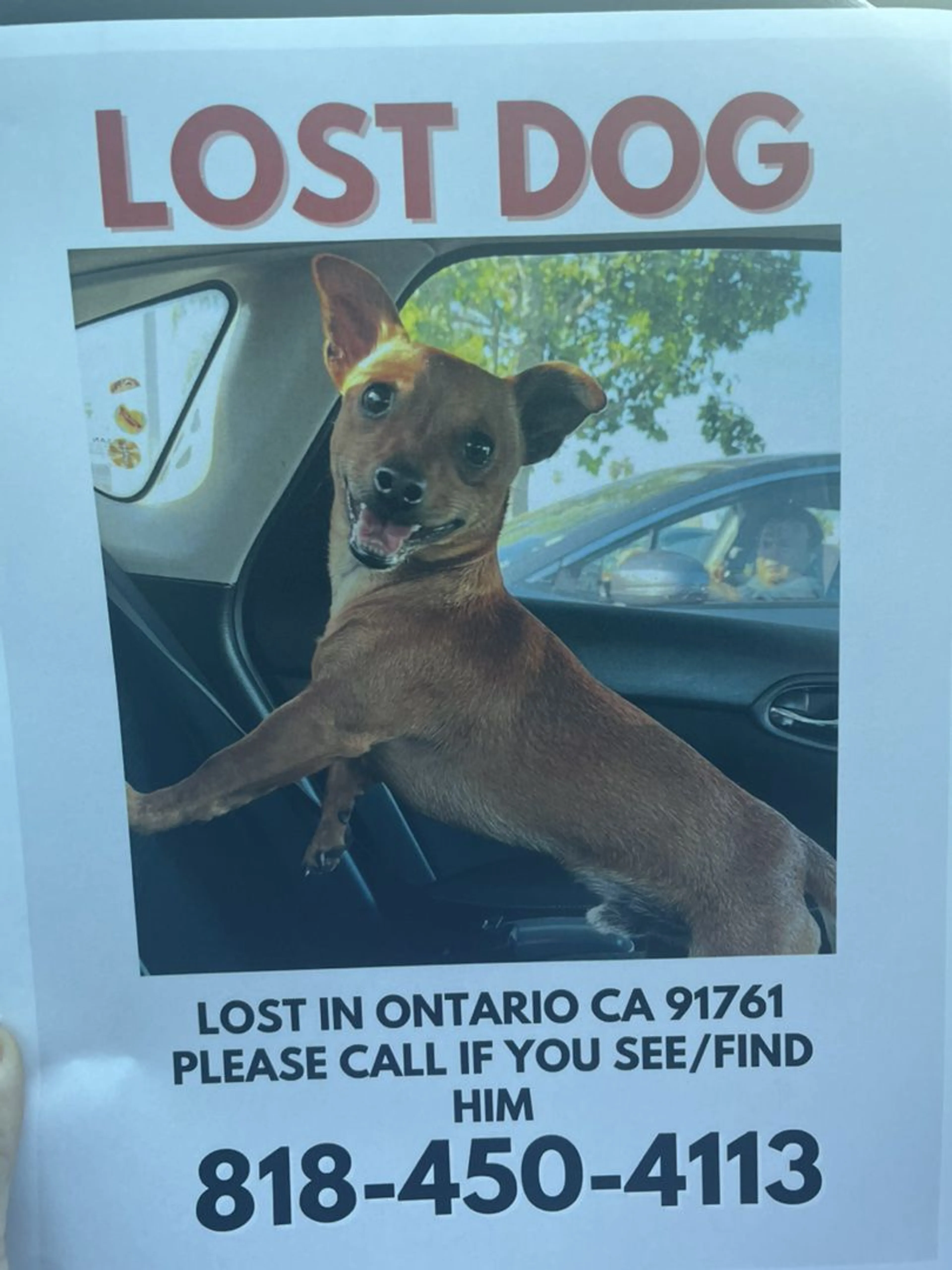 Lost pet-0