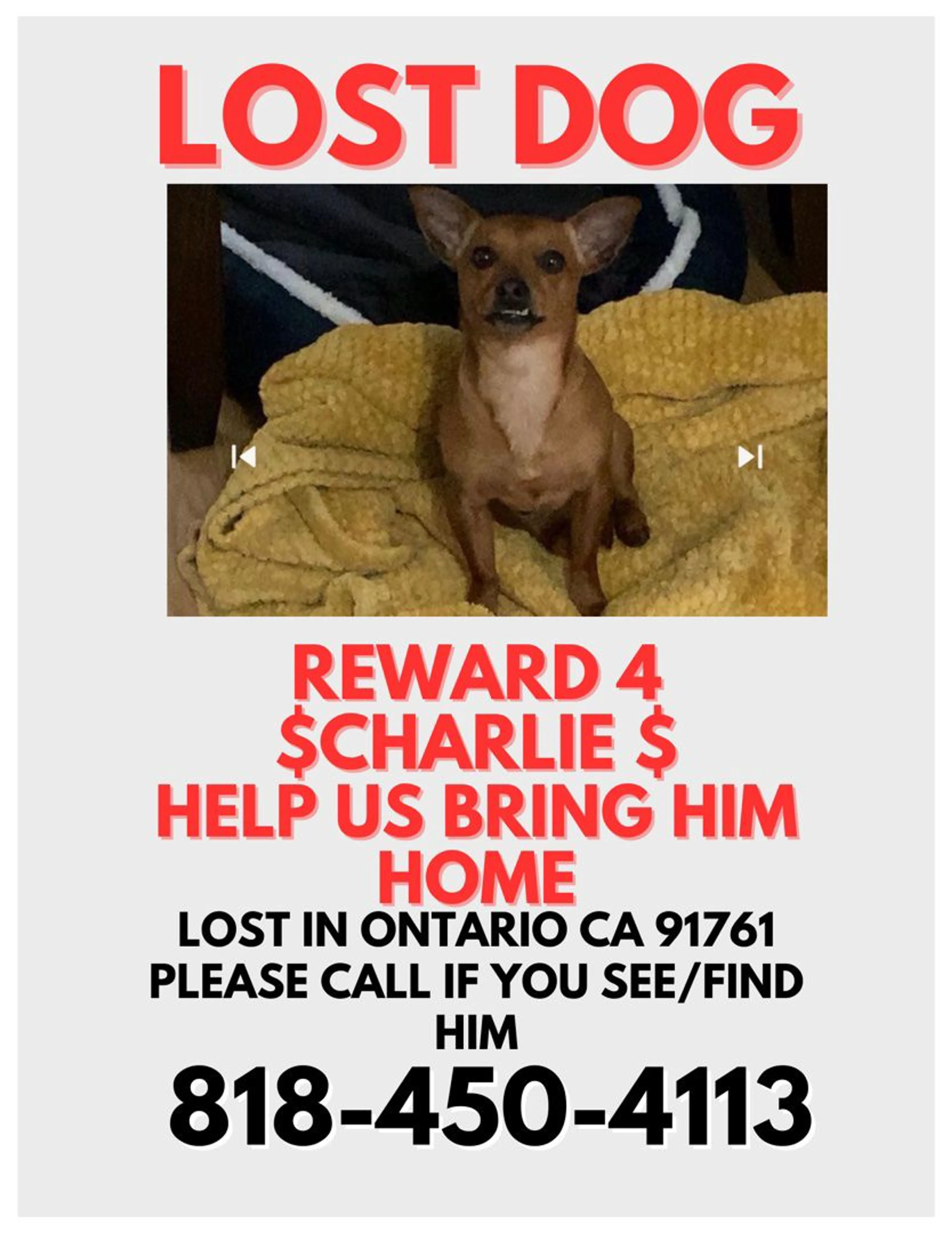 Lost pet-4