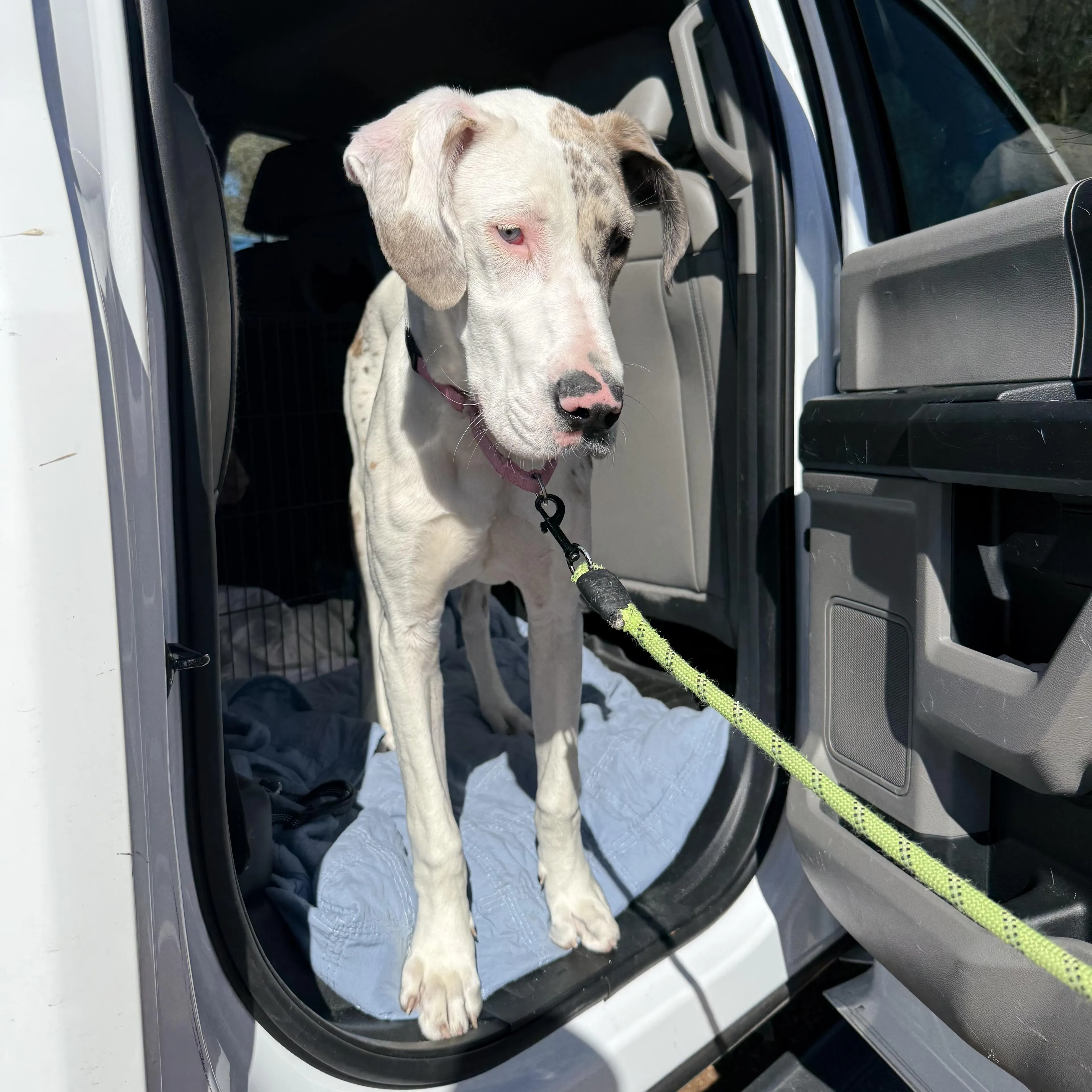 Found pet-4