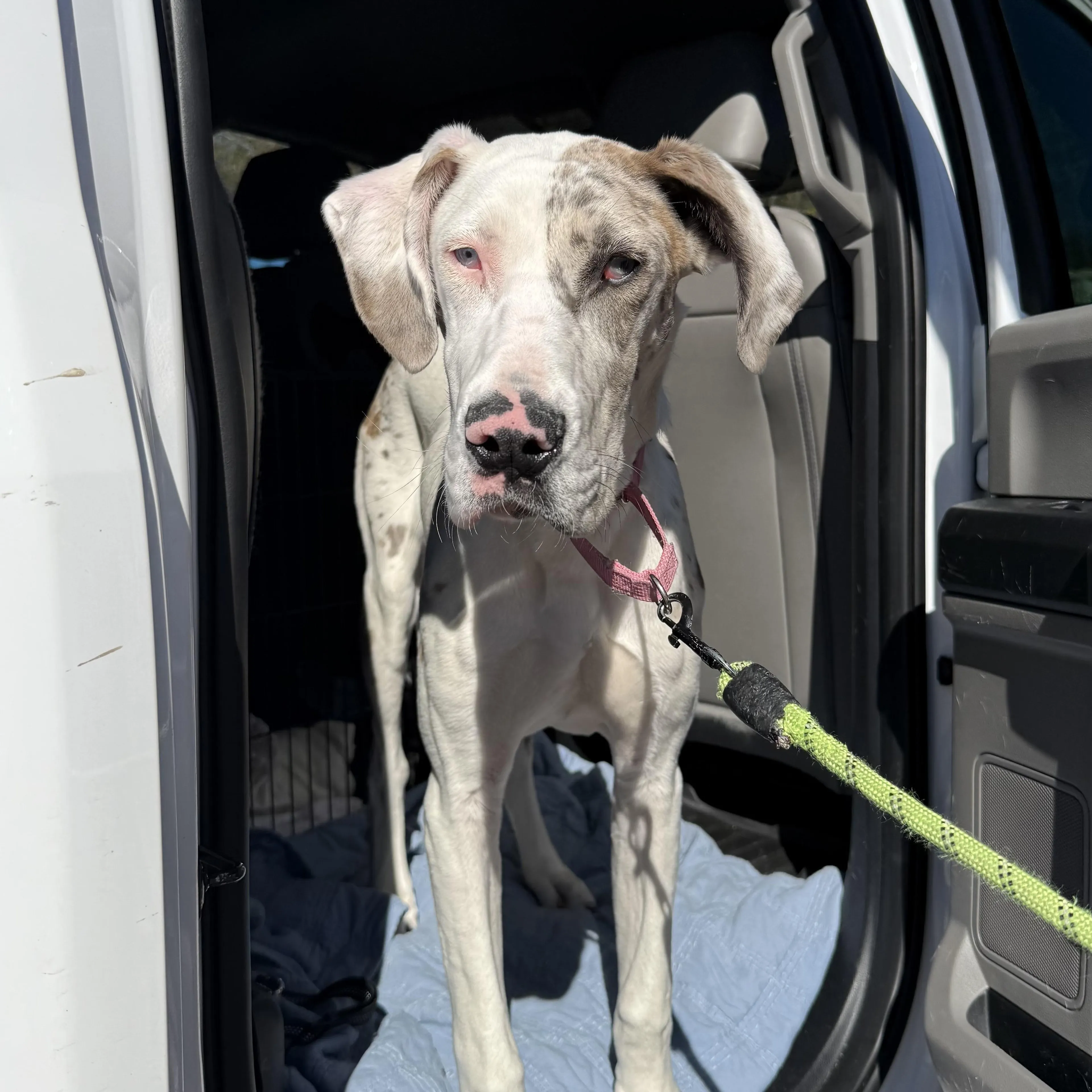 Found pet-1