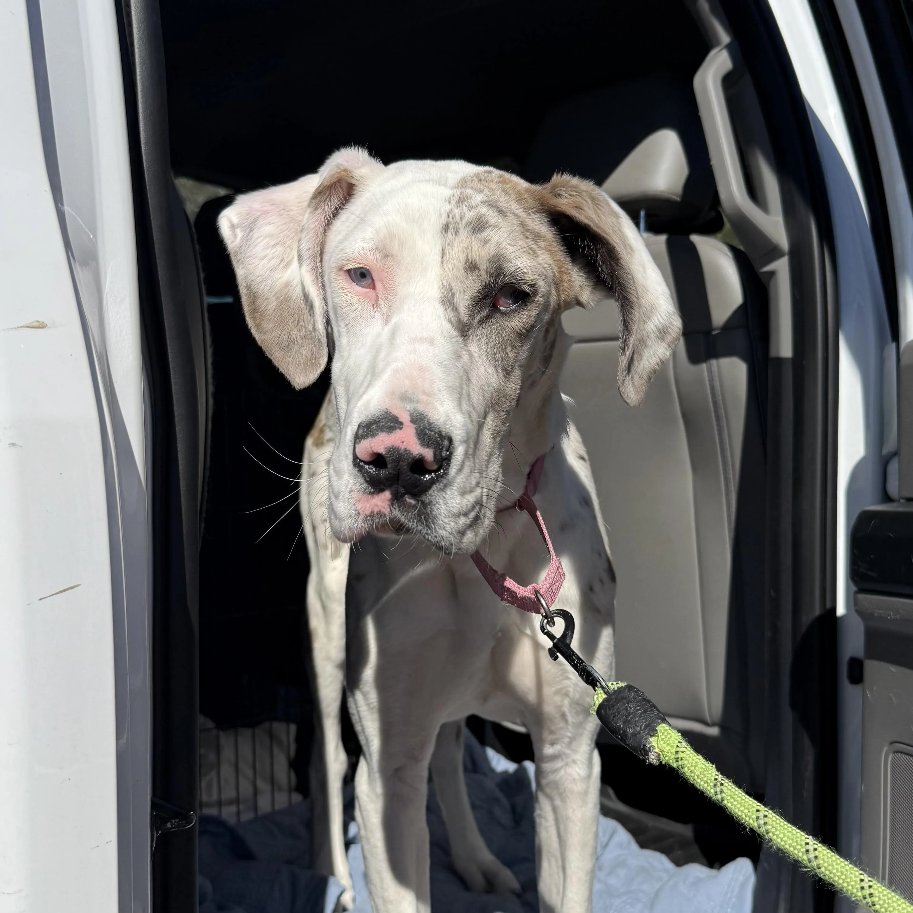 Found pet-3