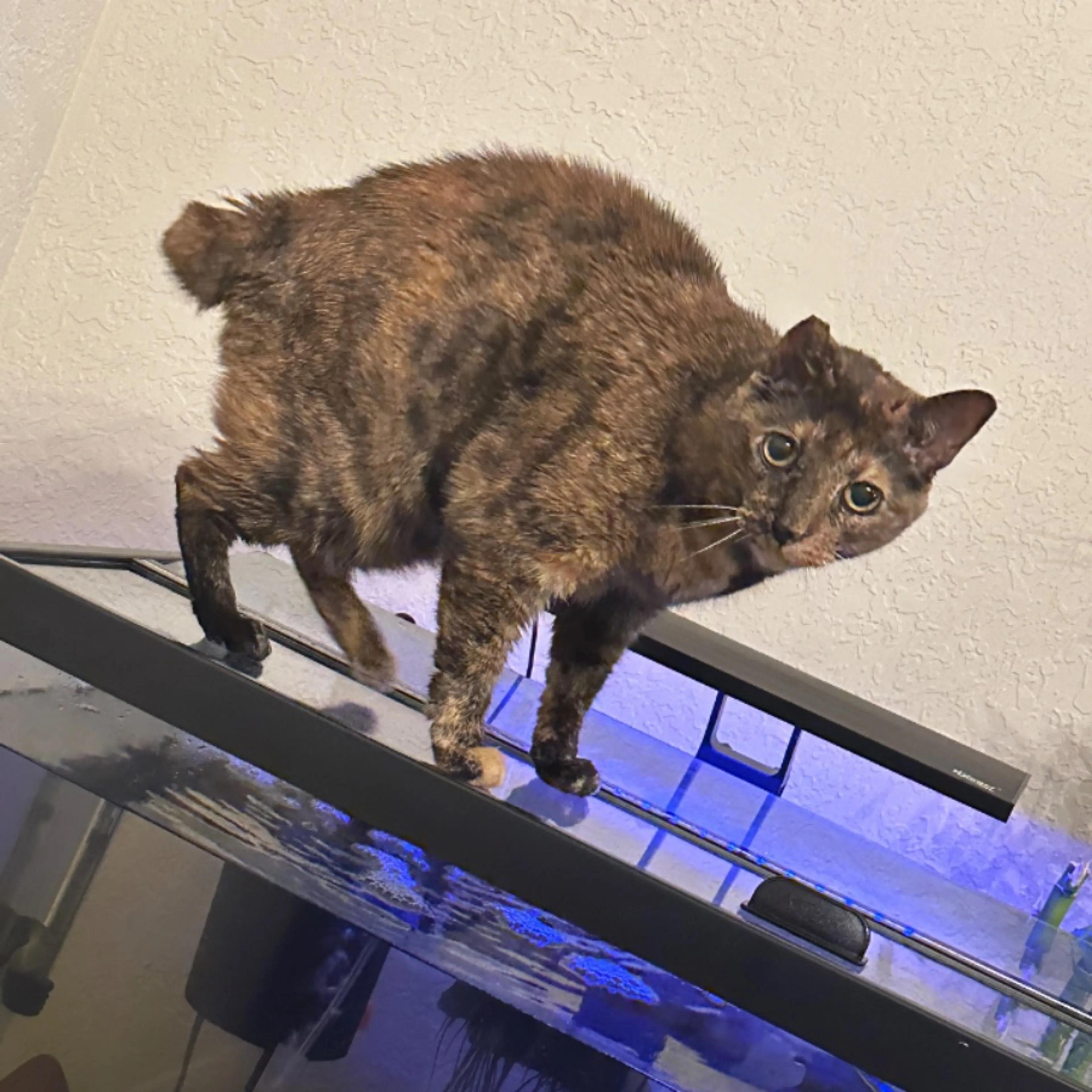 Lost pet