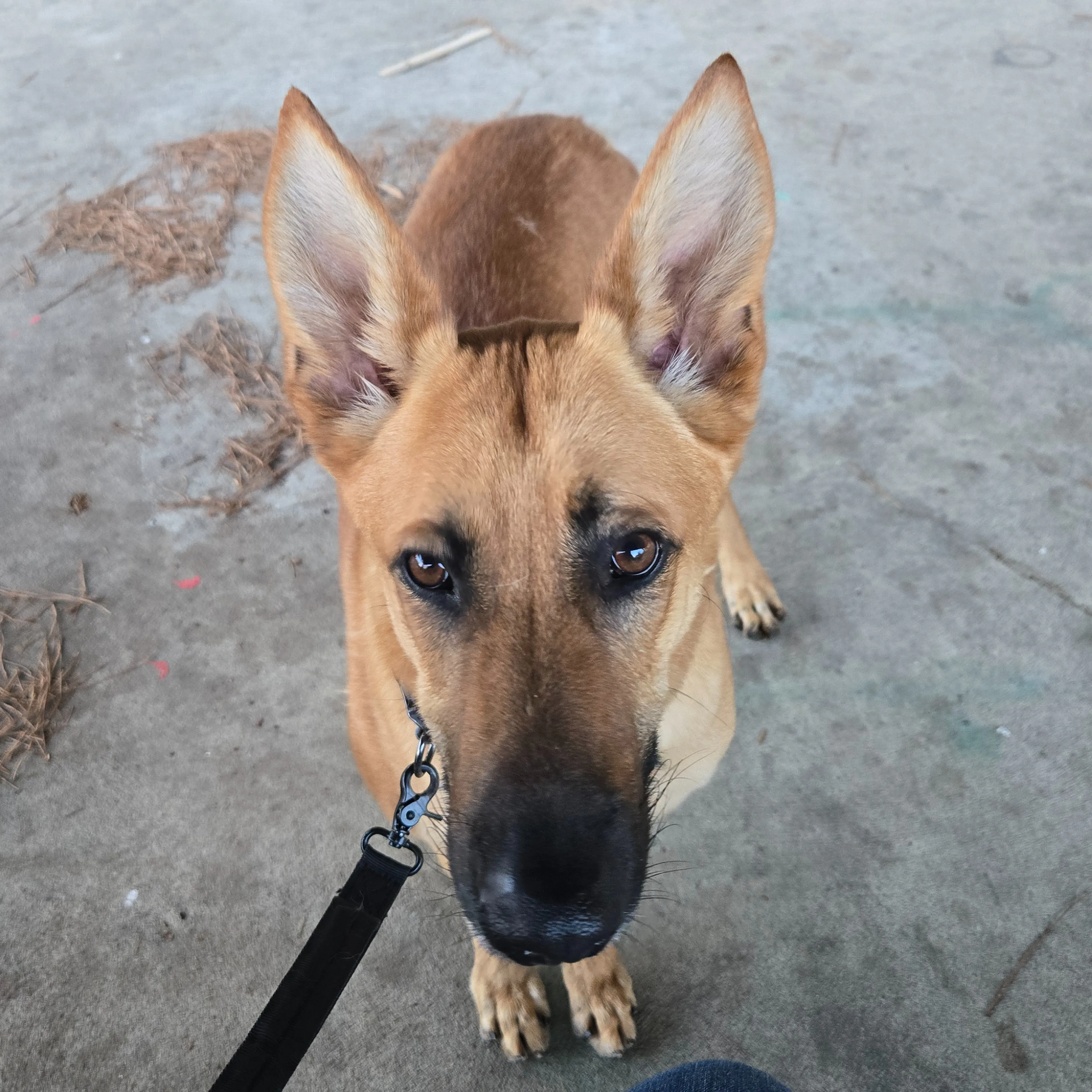 Lost pet-1