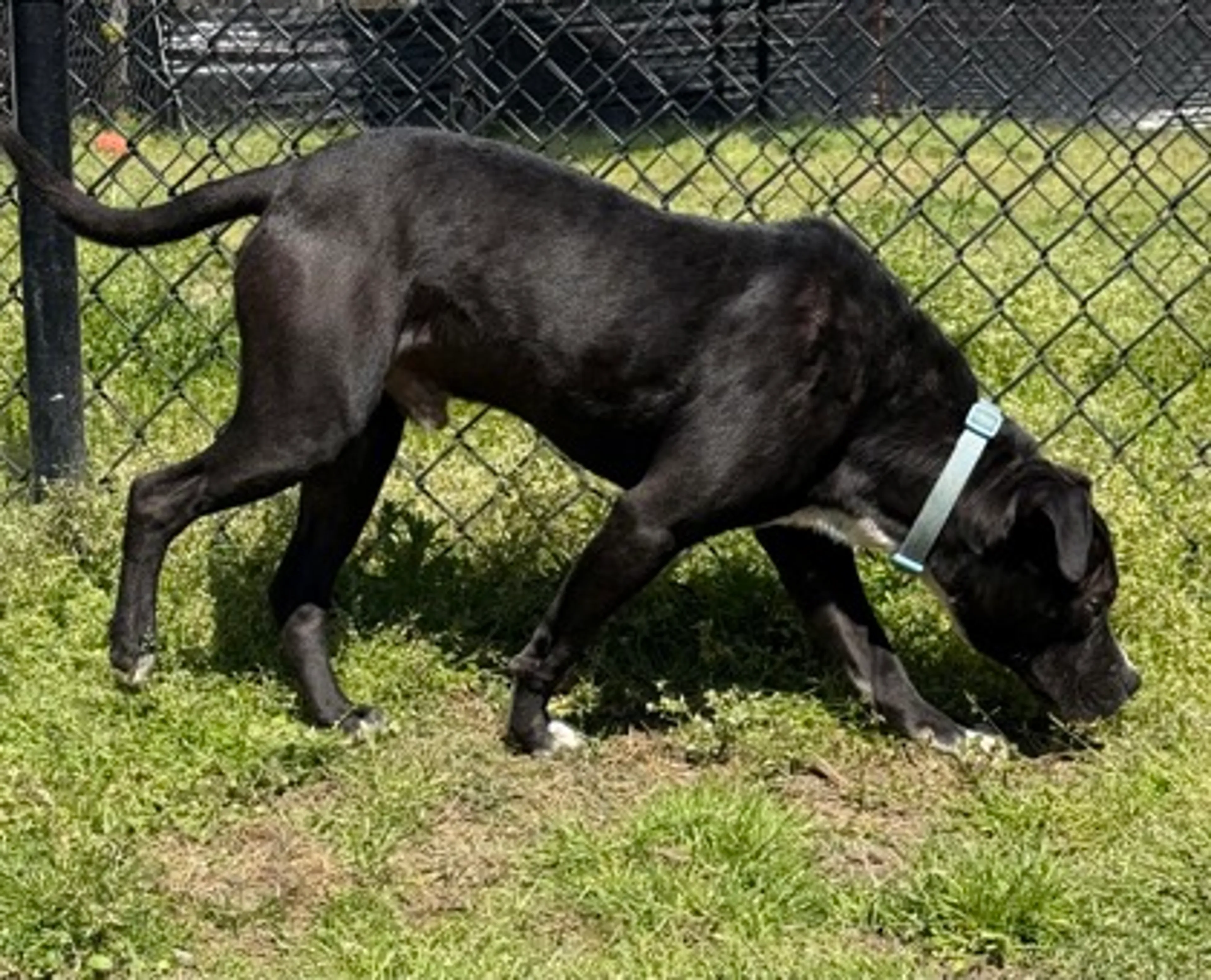 Found pet-2