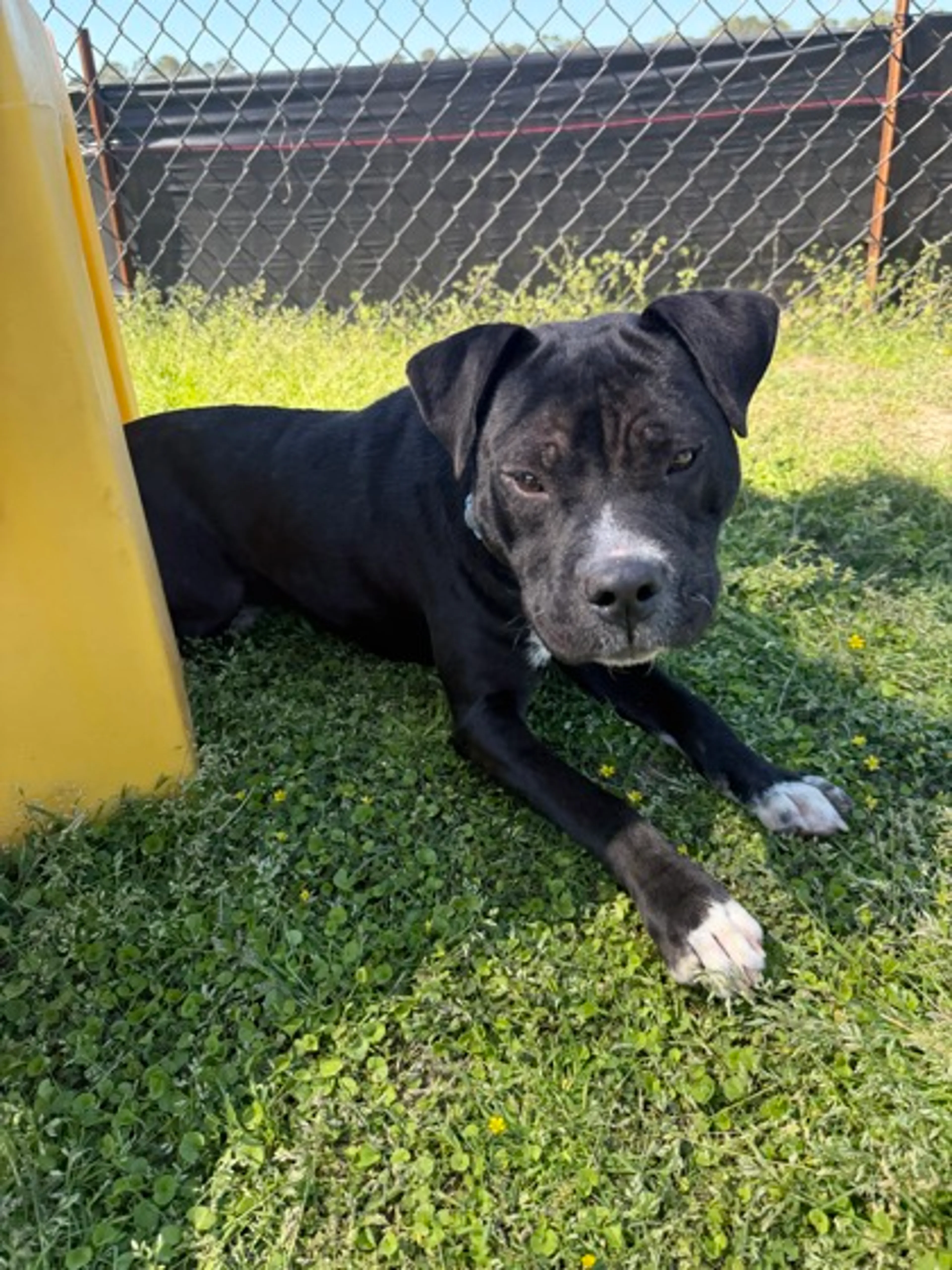 Found pet-1