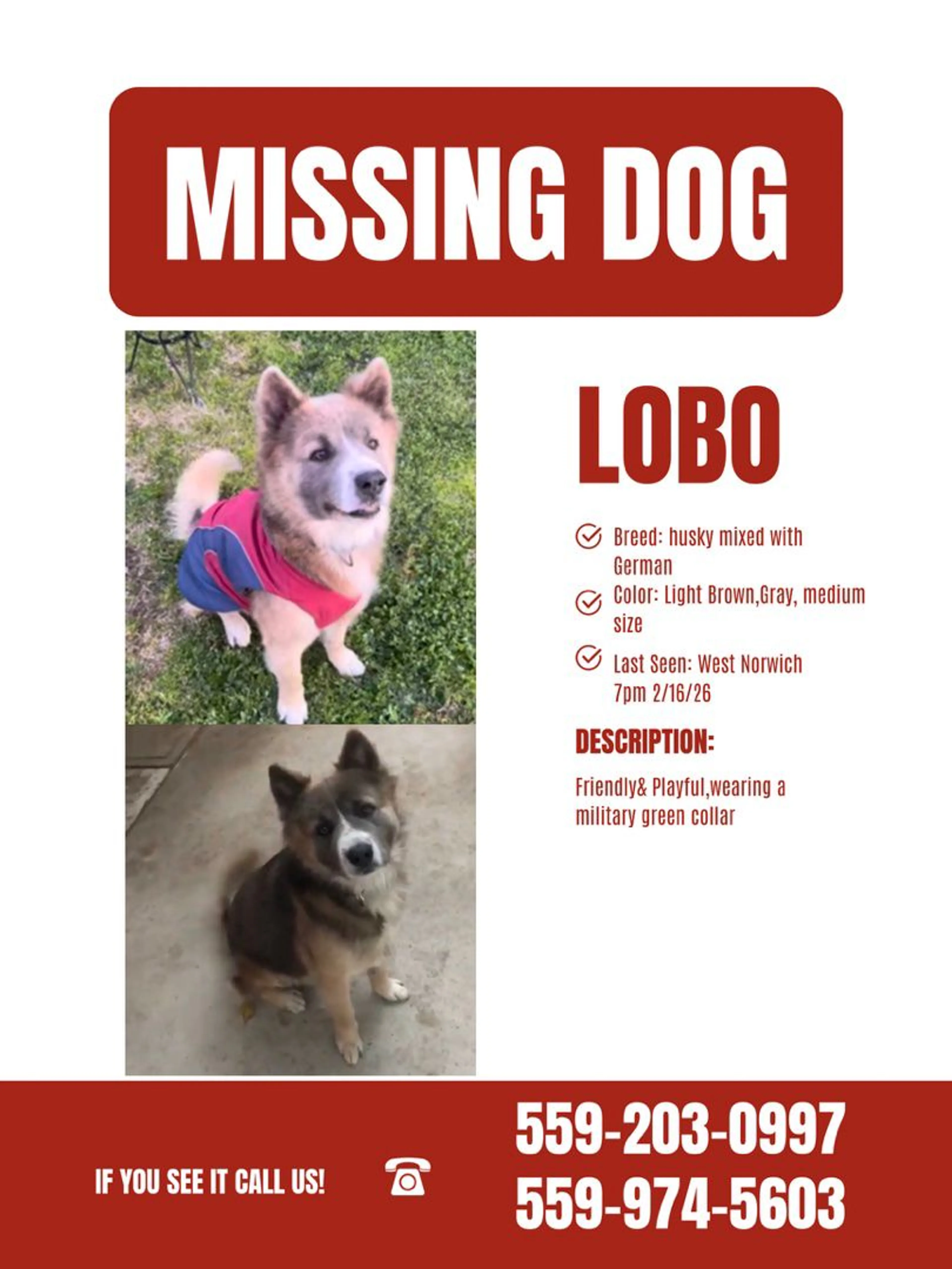 Lost pet