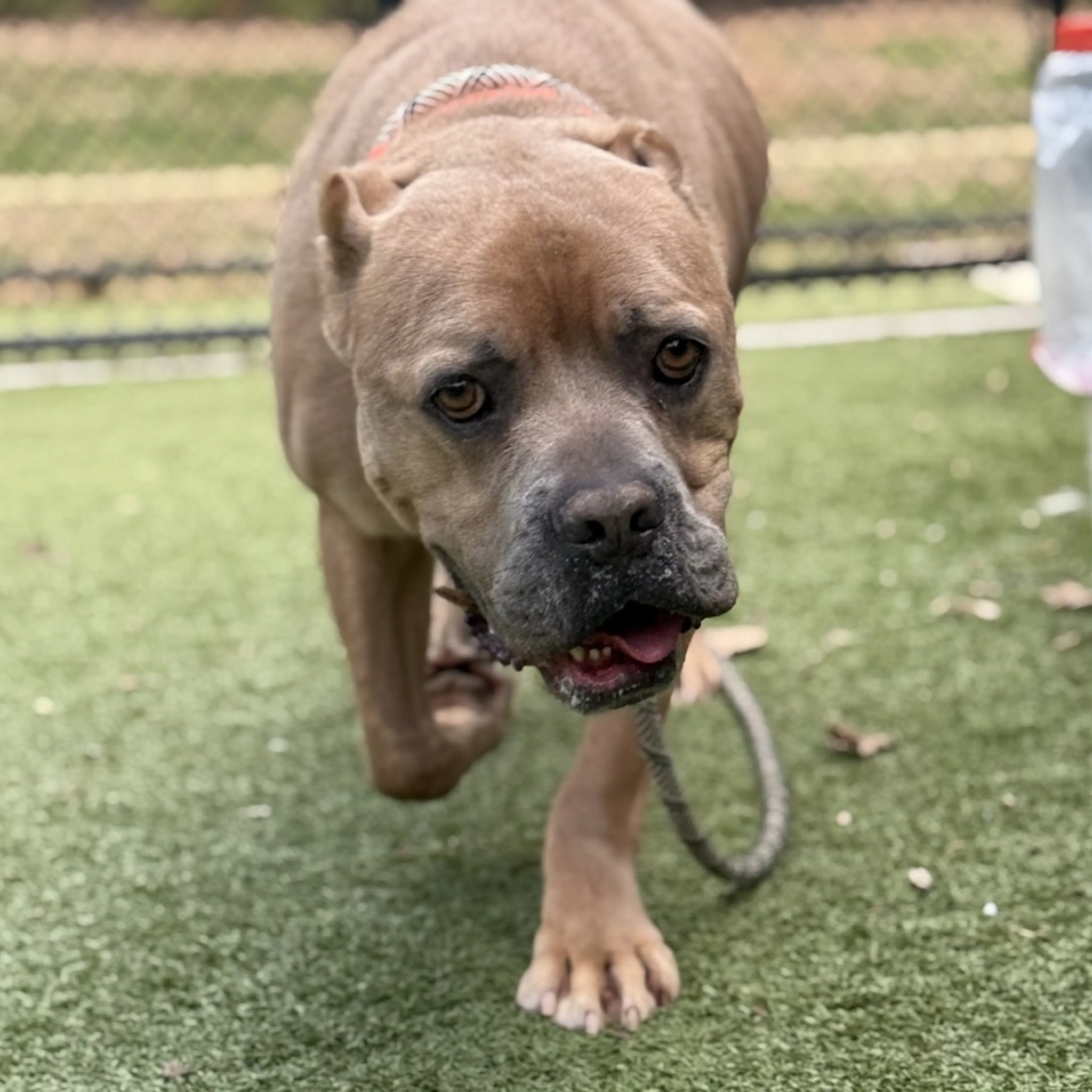 Found pet-4