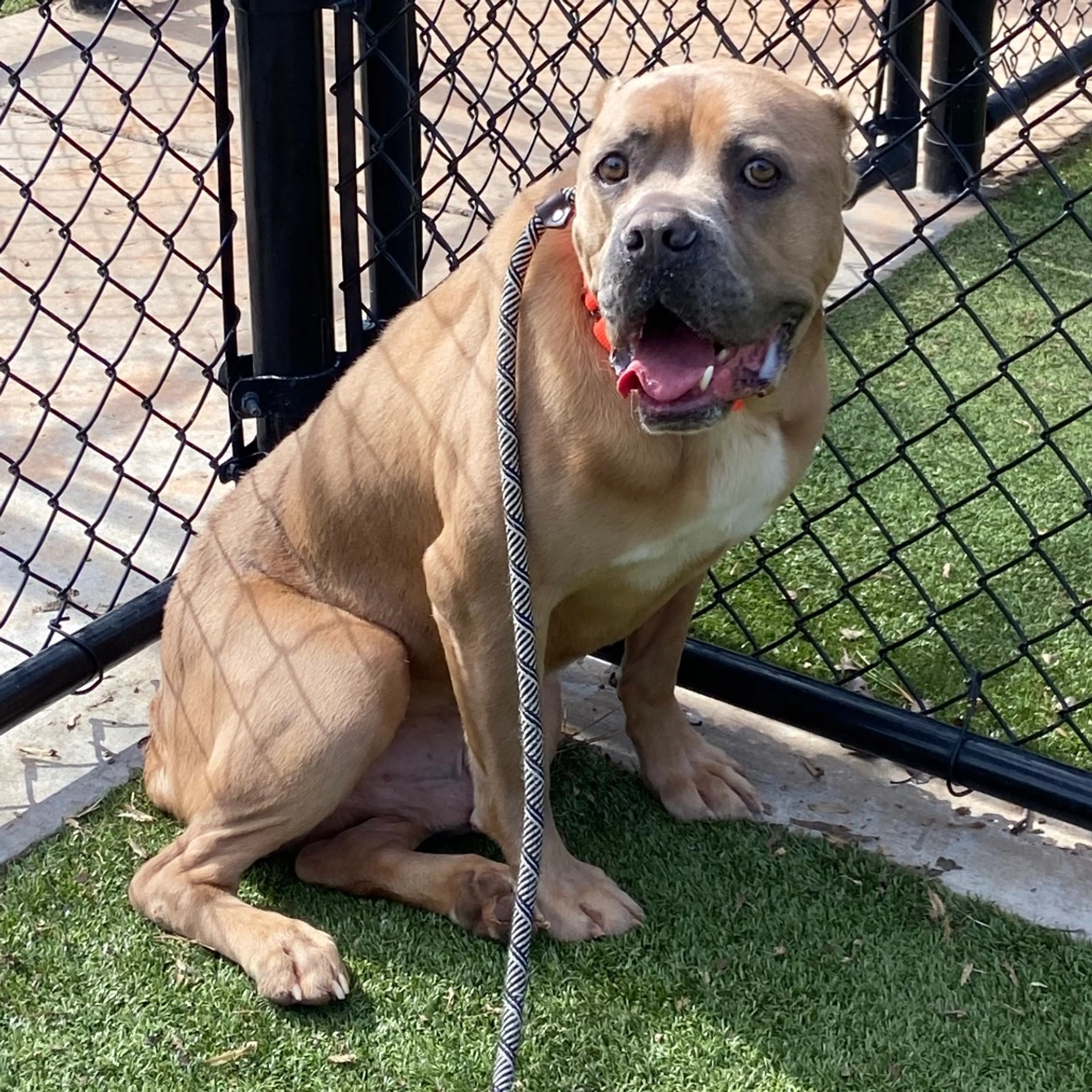 Found pet-1