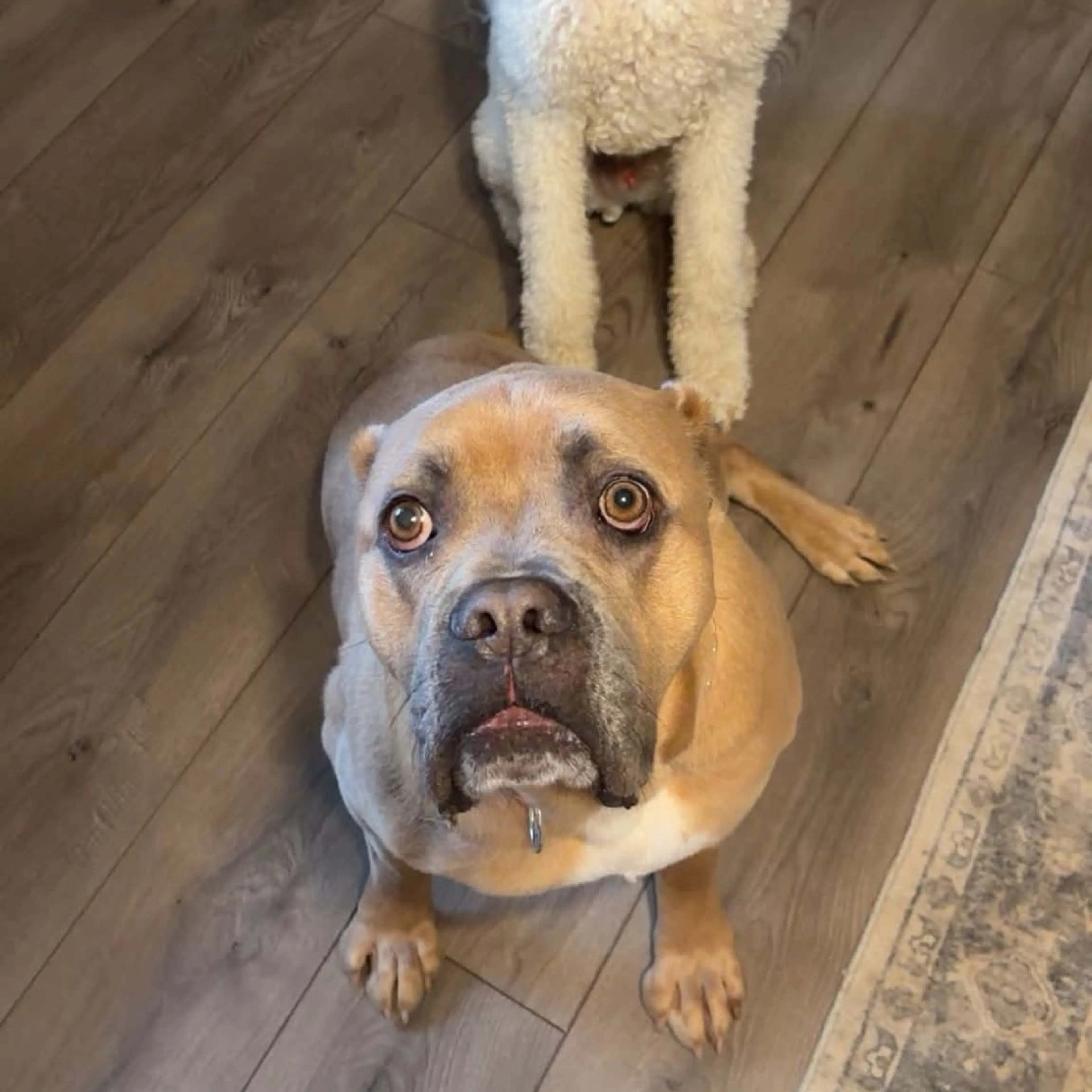 Found pet-7
