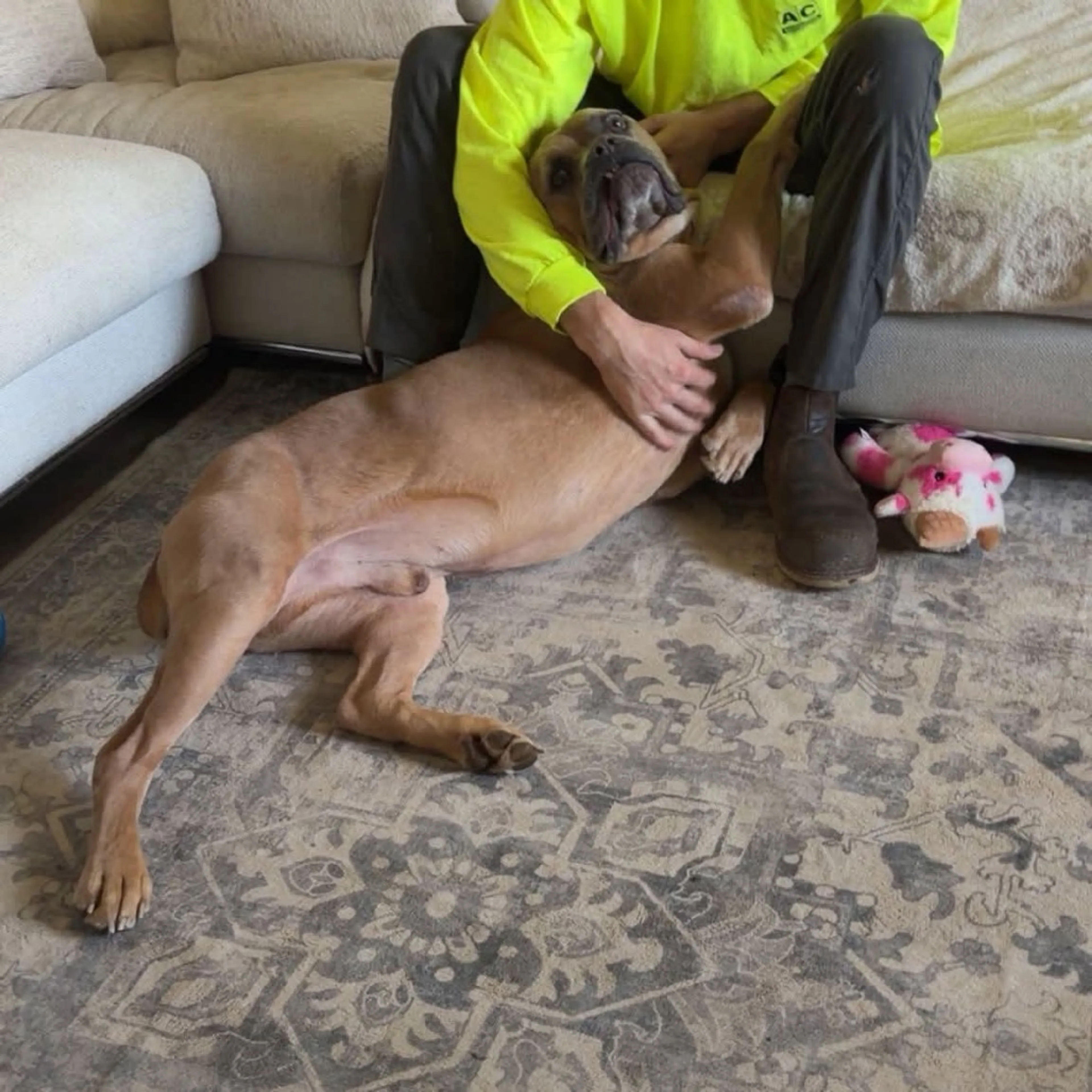 Found pet-6