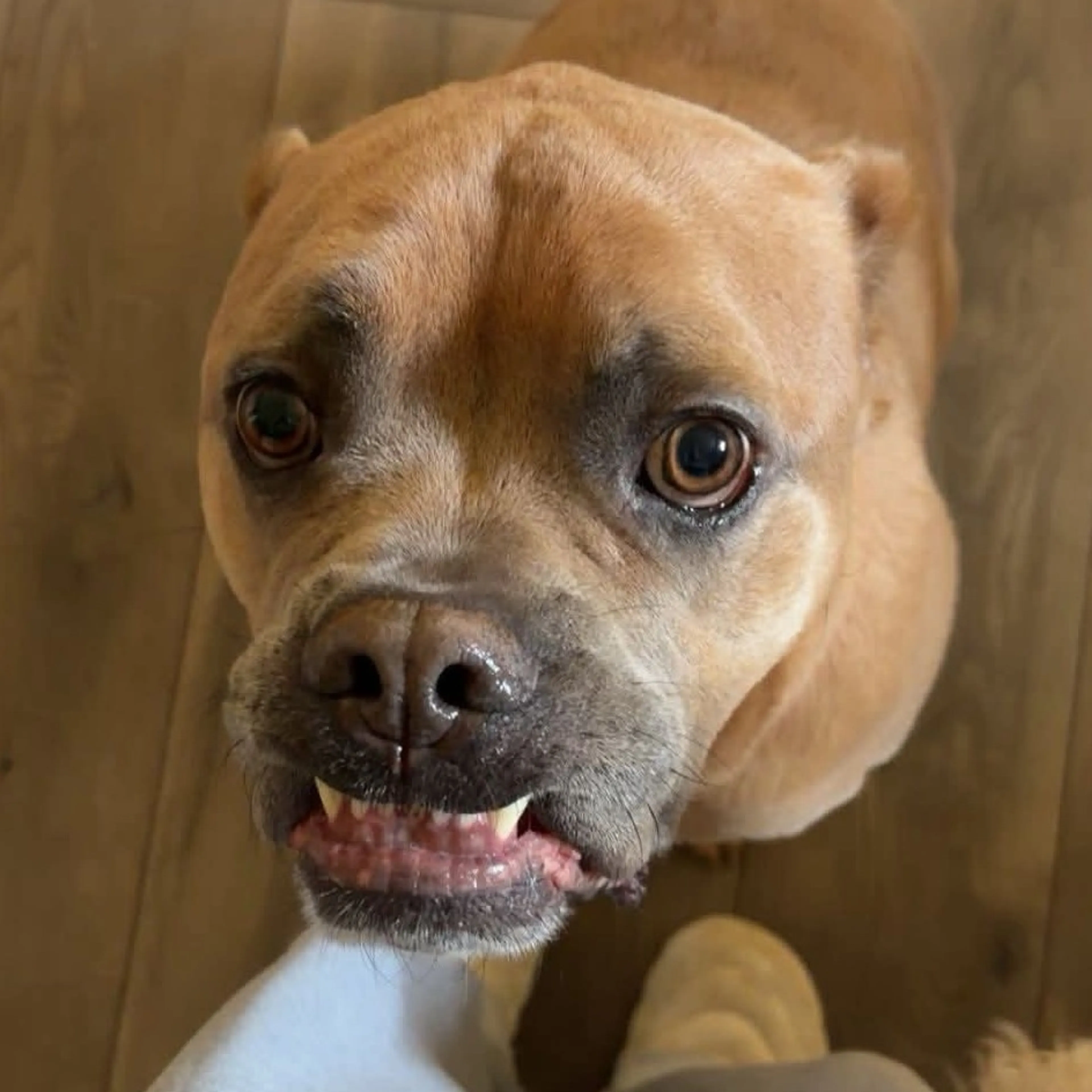 Found pet-9
