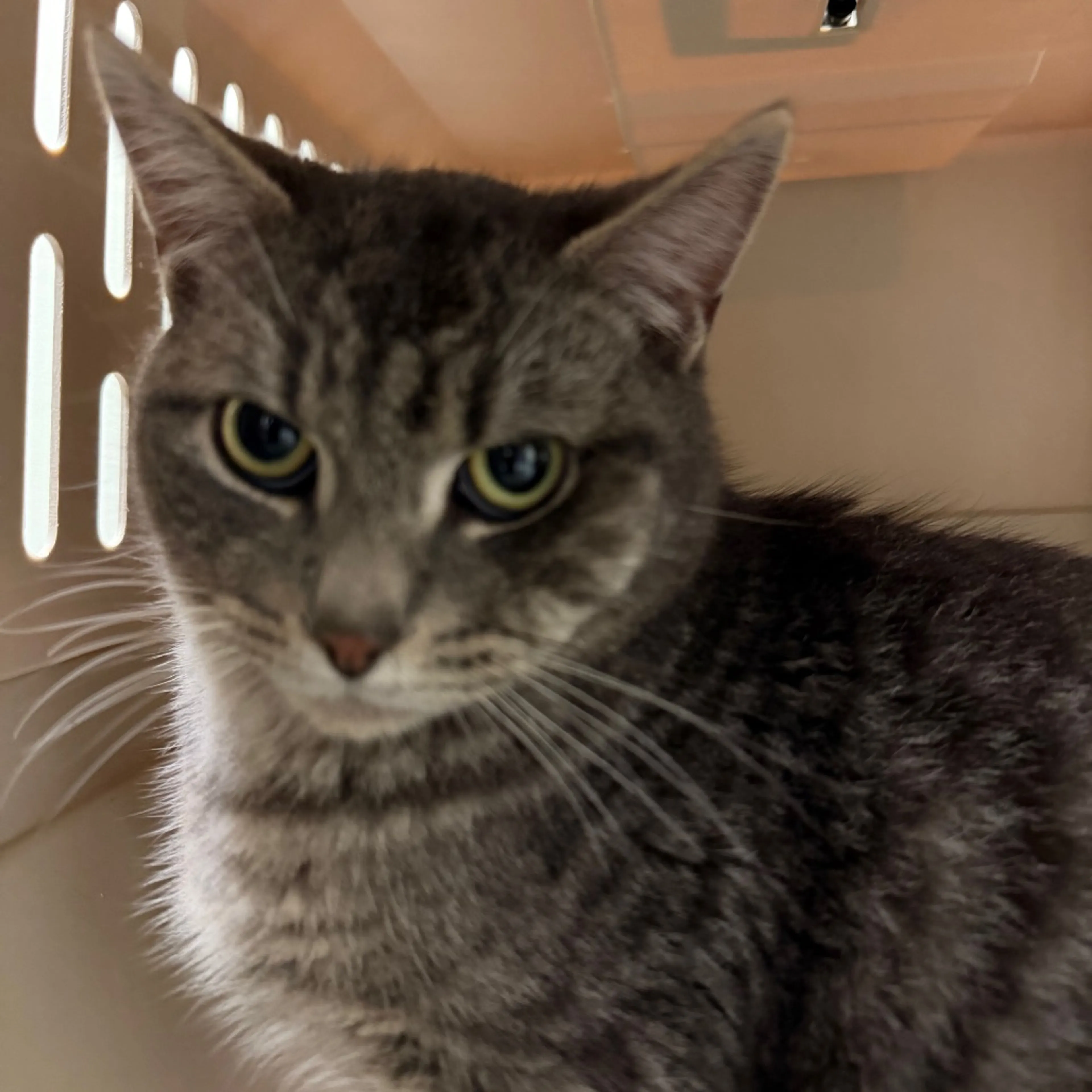 Found pet-1