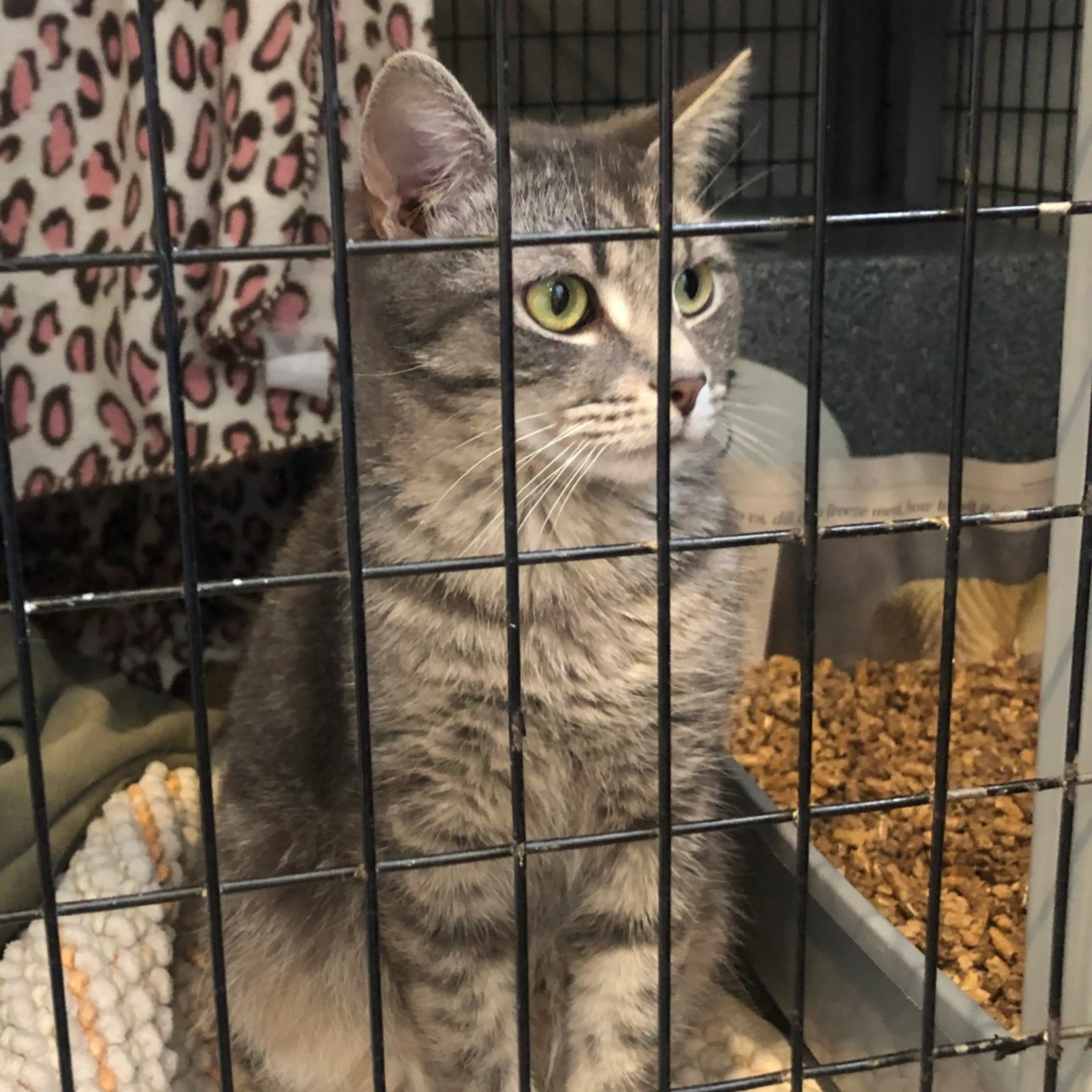 Found pet-3
