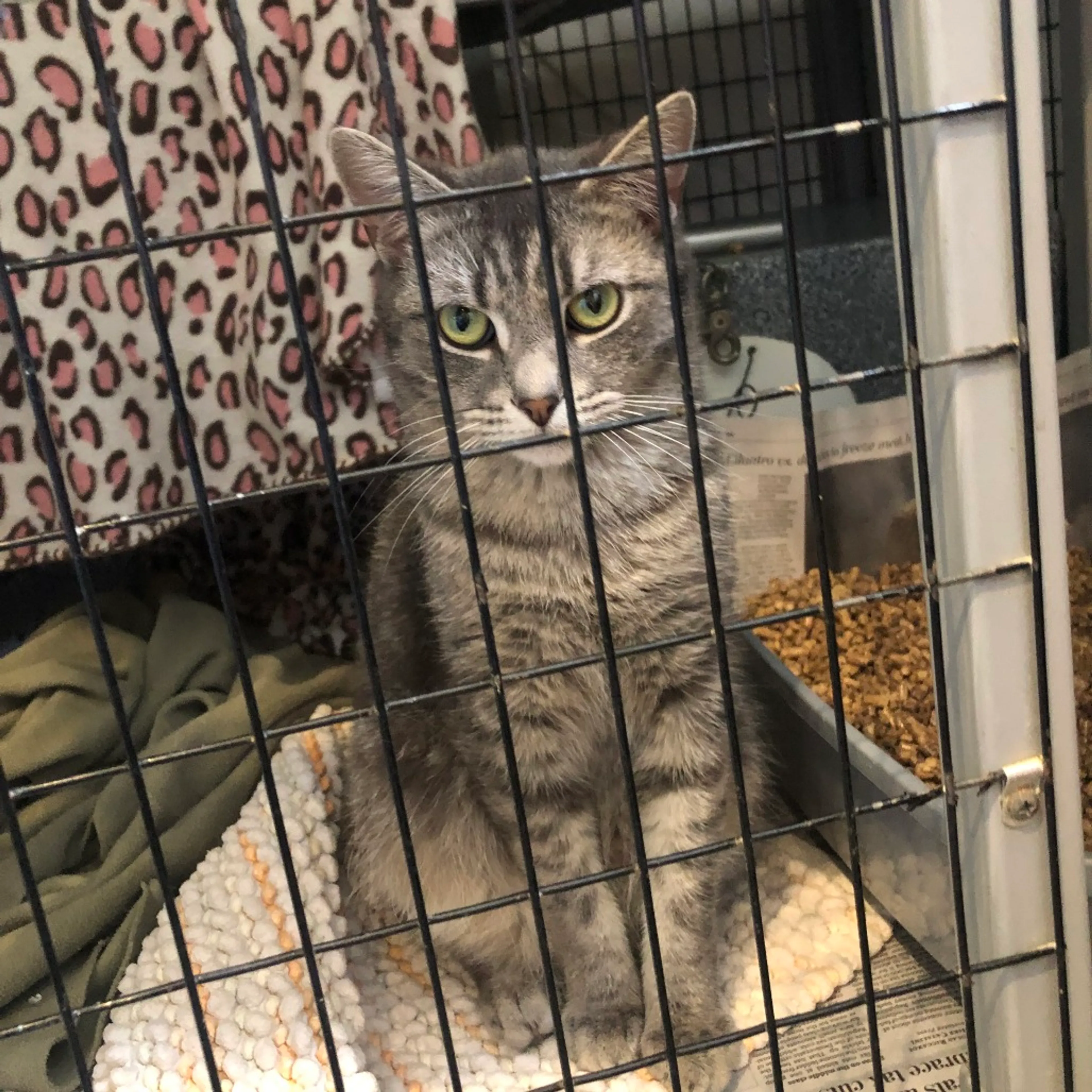 Found pet-4