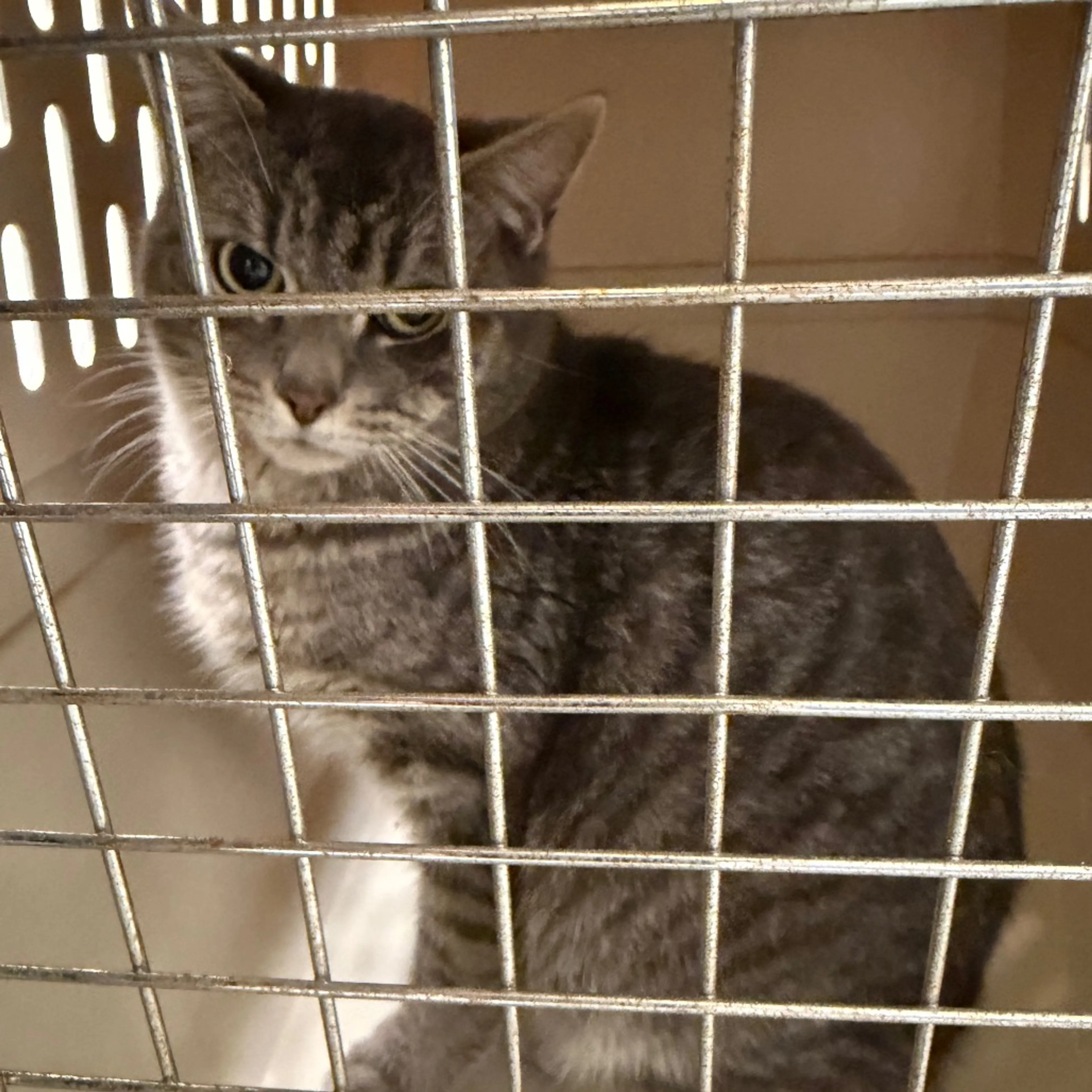 Found pet-2