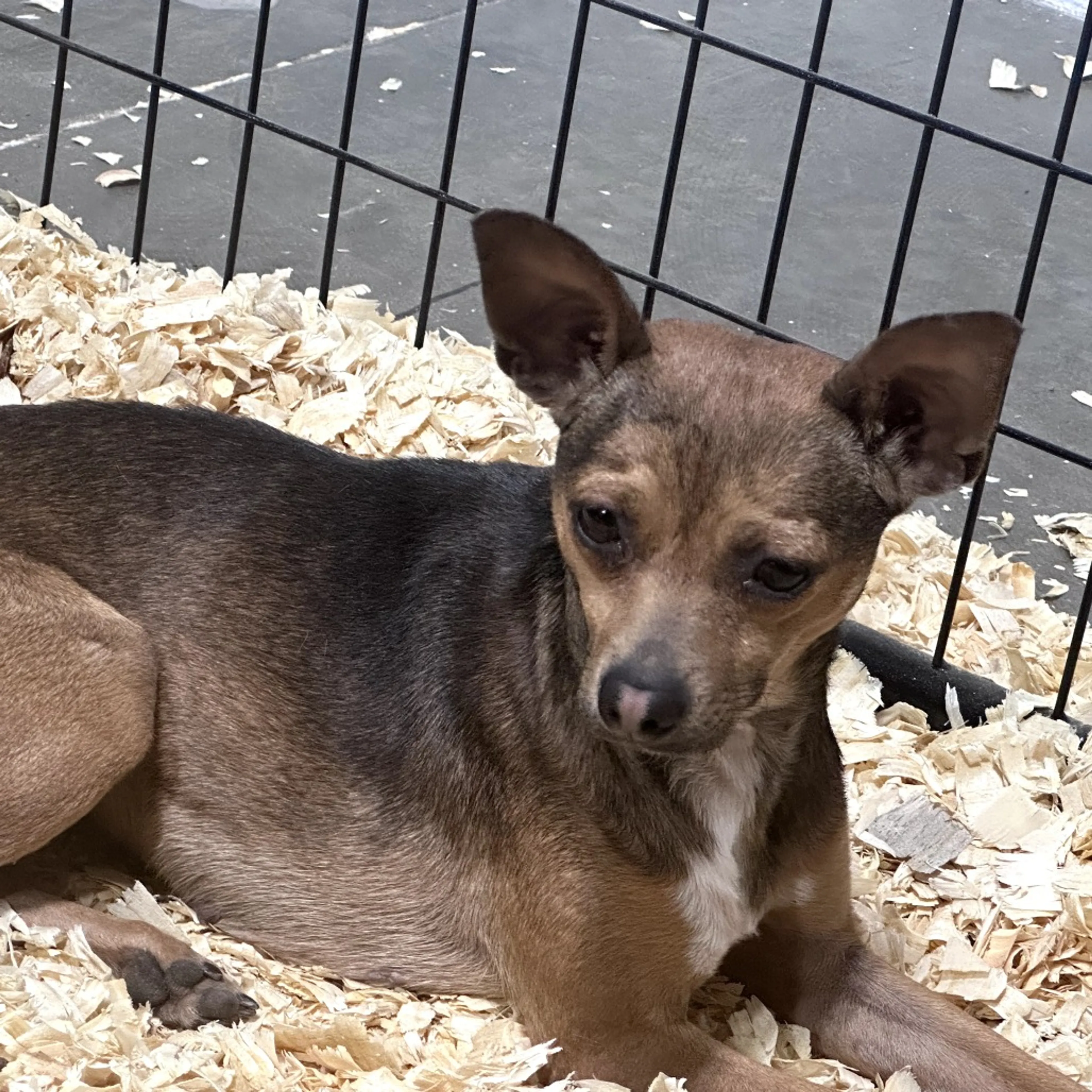 Found pet-1