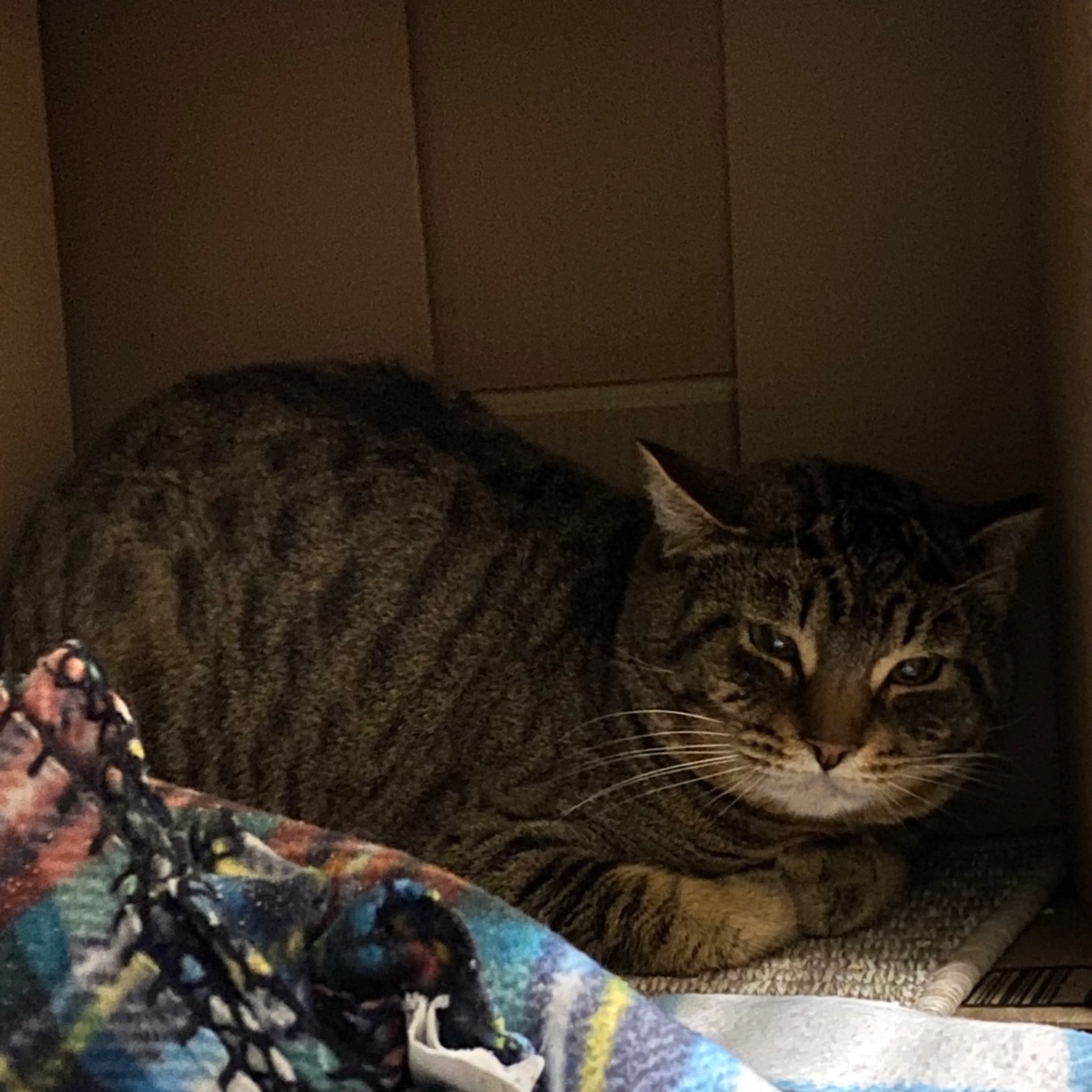 Found pet-1