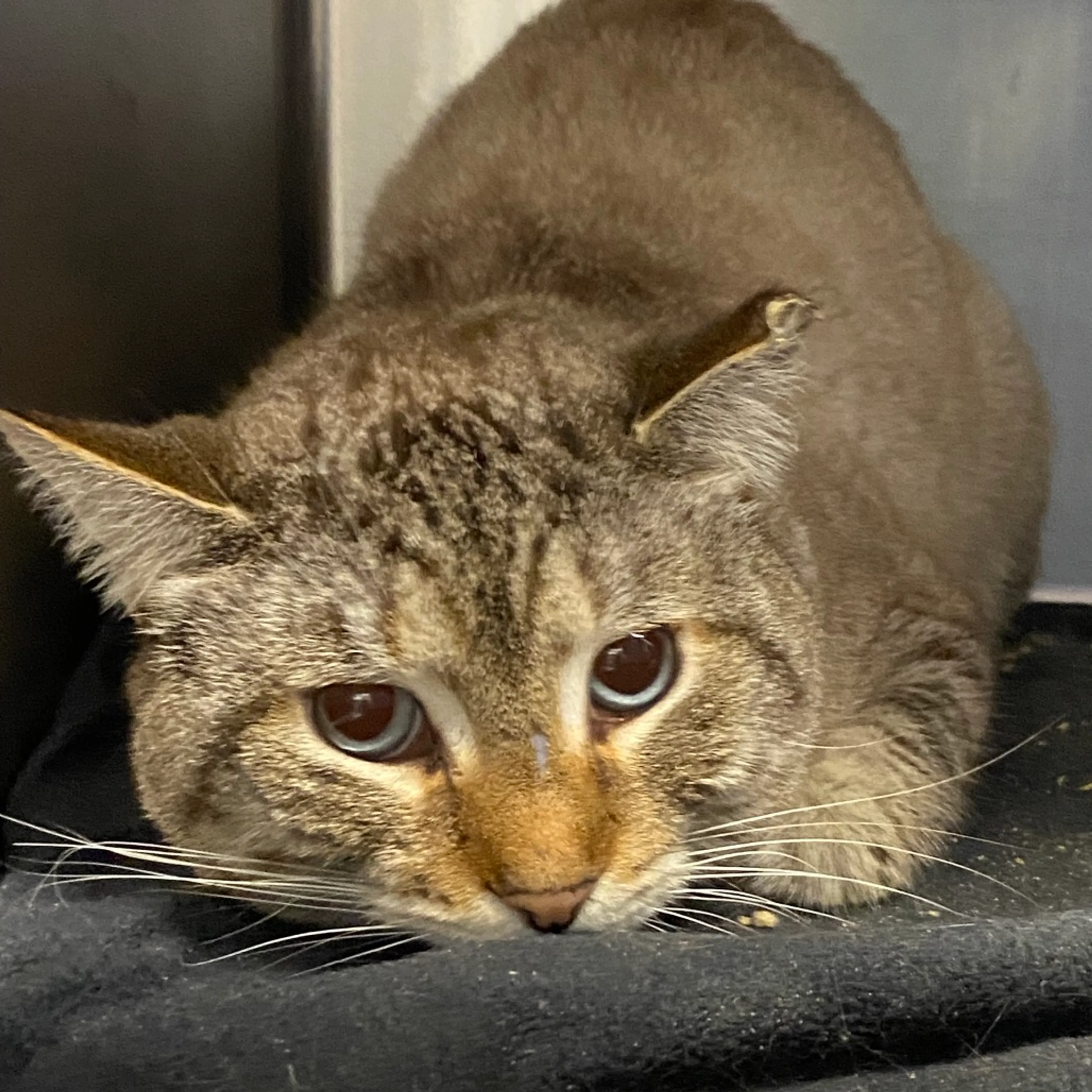 Found pet-1