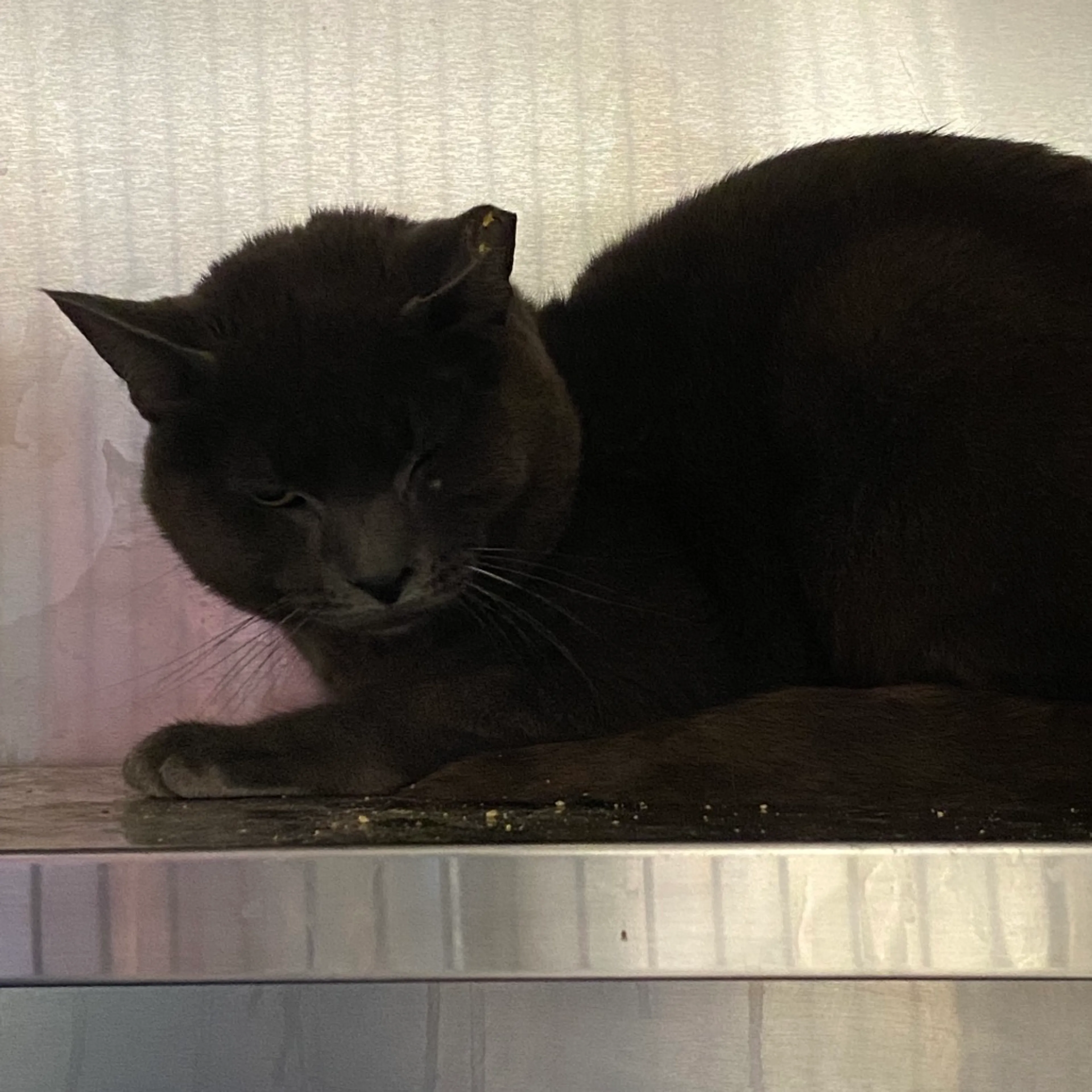 Found pet-1
