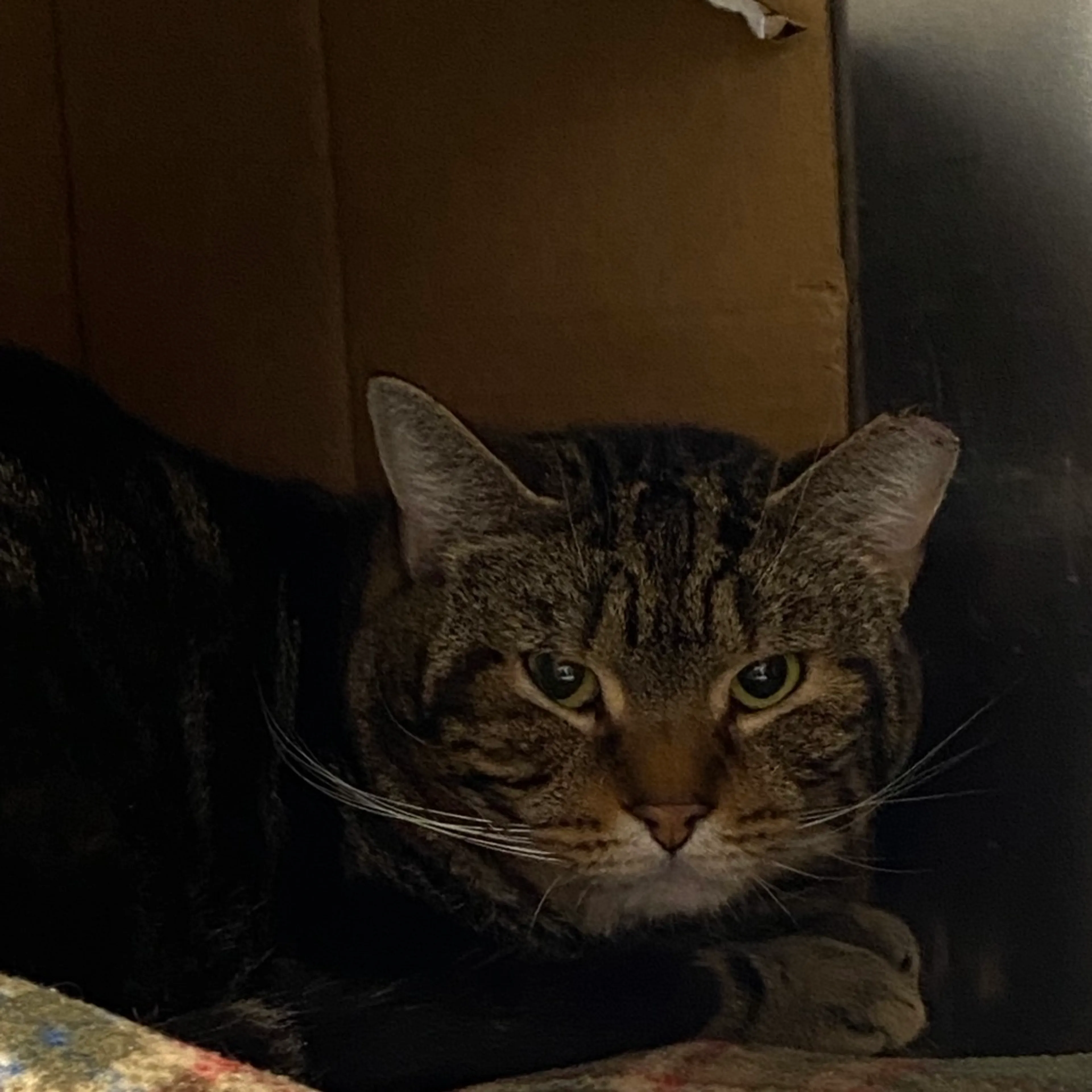 Found pet-1