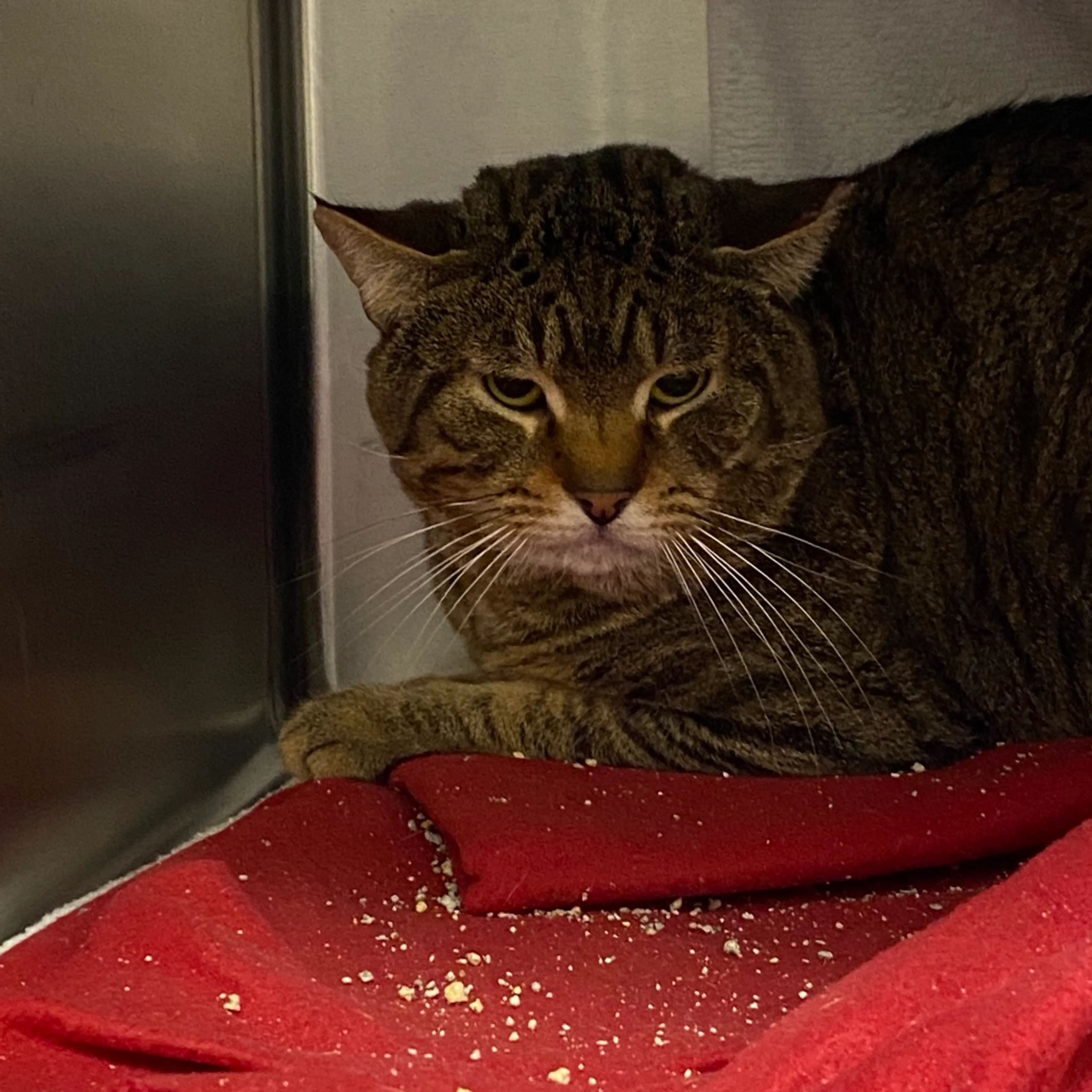 Found pet-1