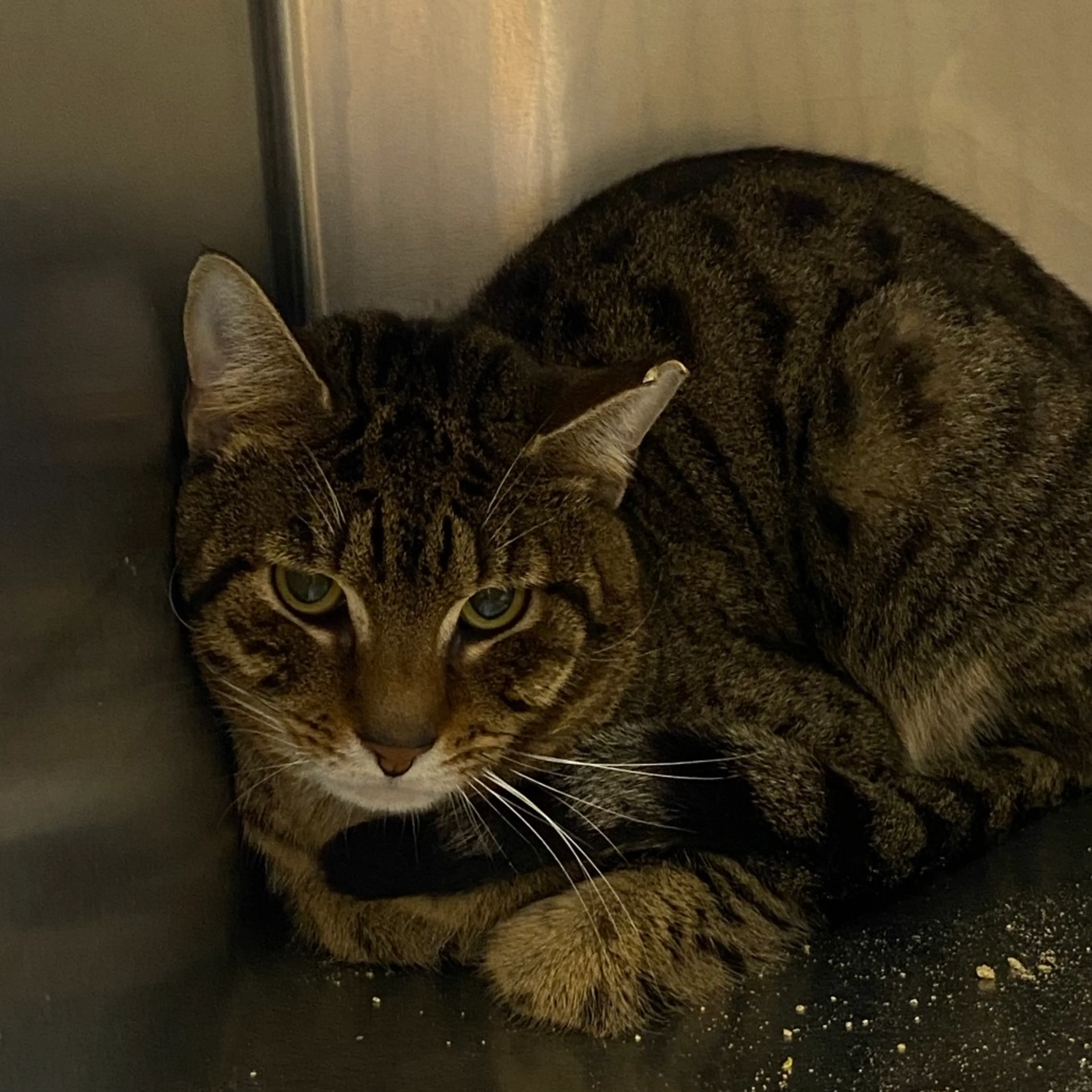Found pet-1