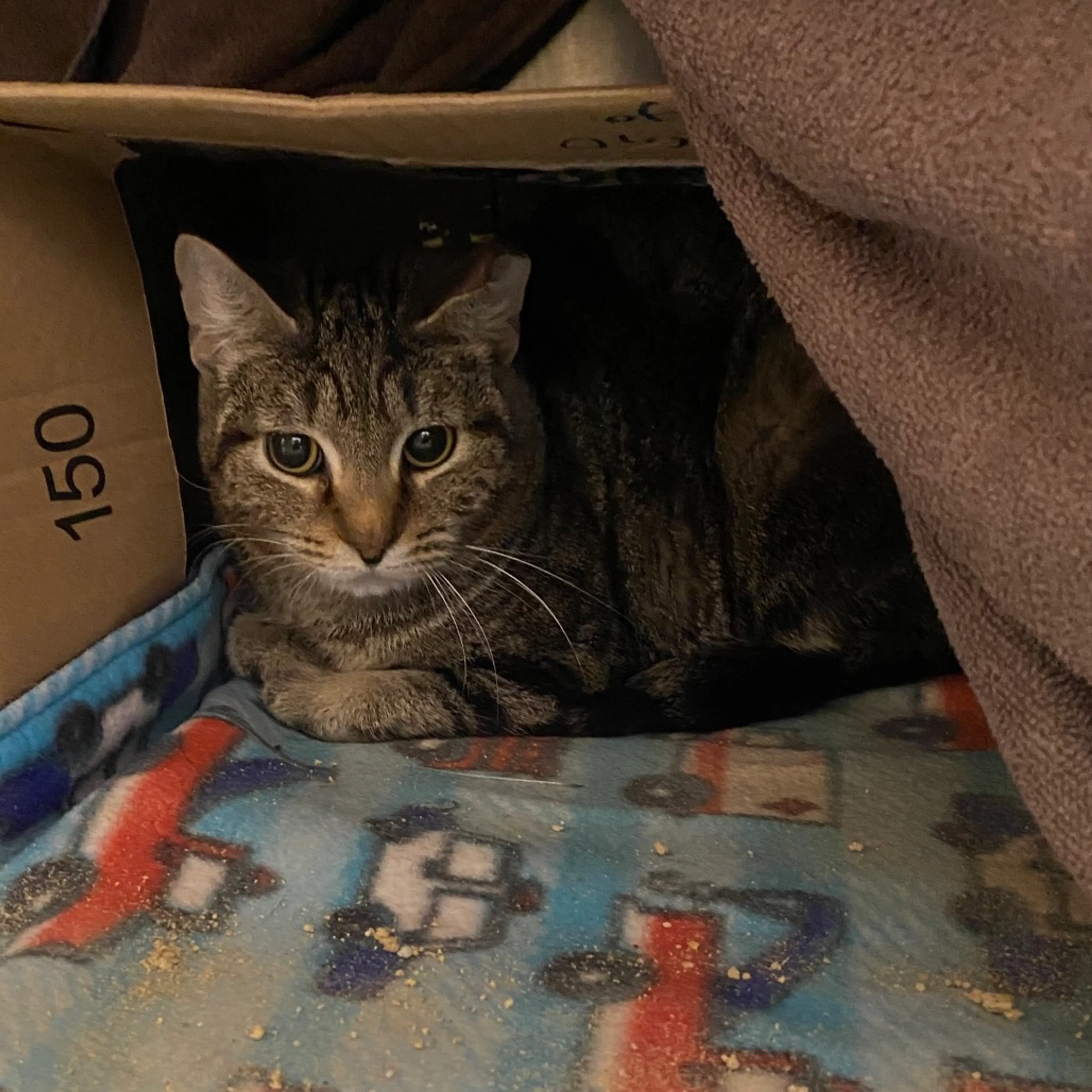 Found pet-1