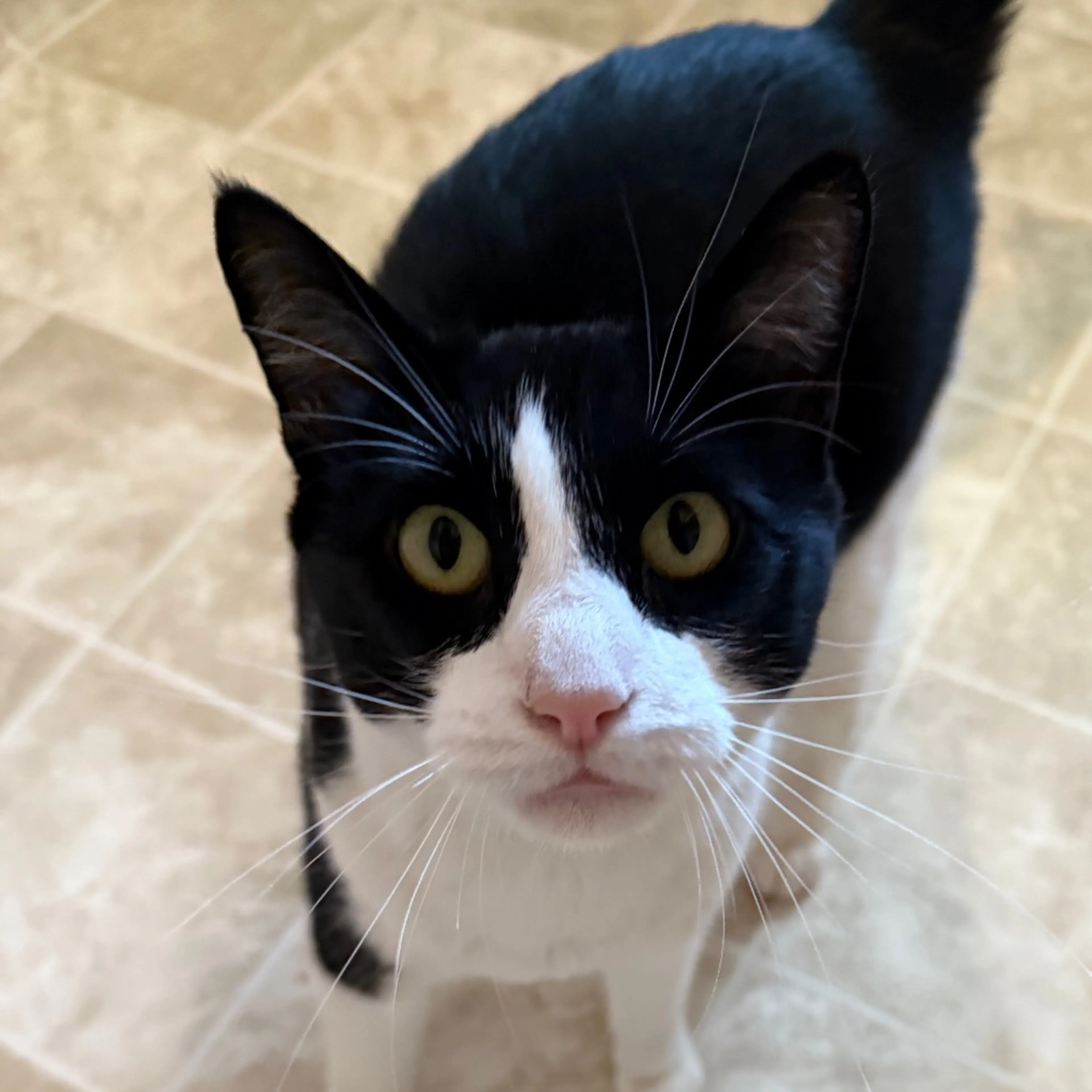 Found pet