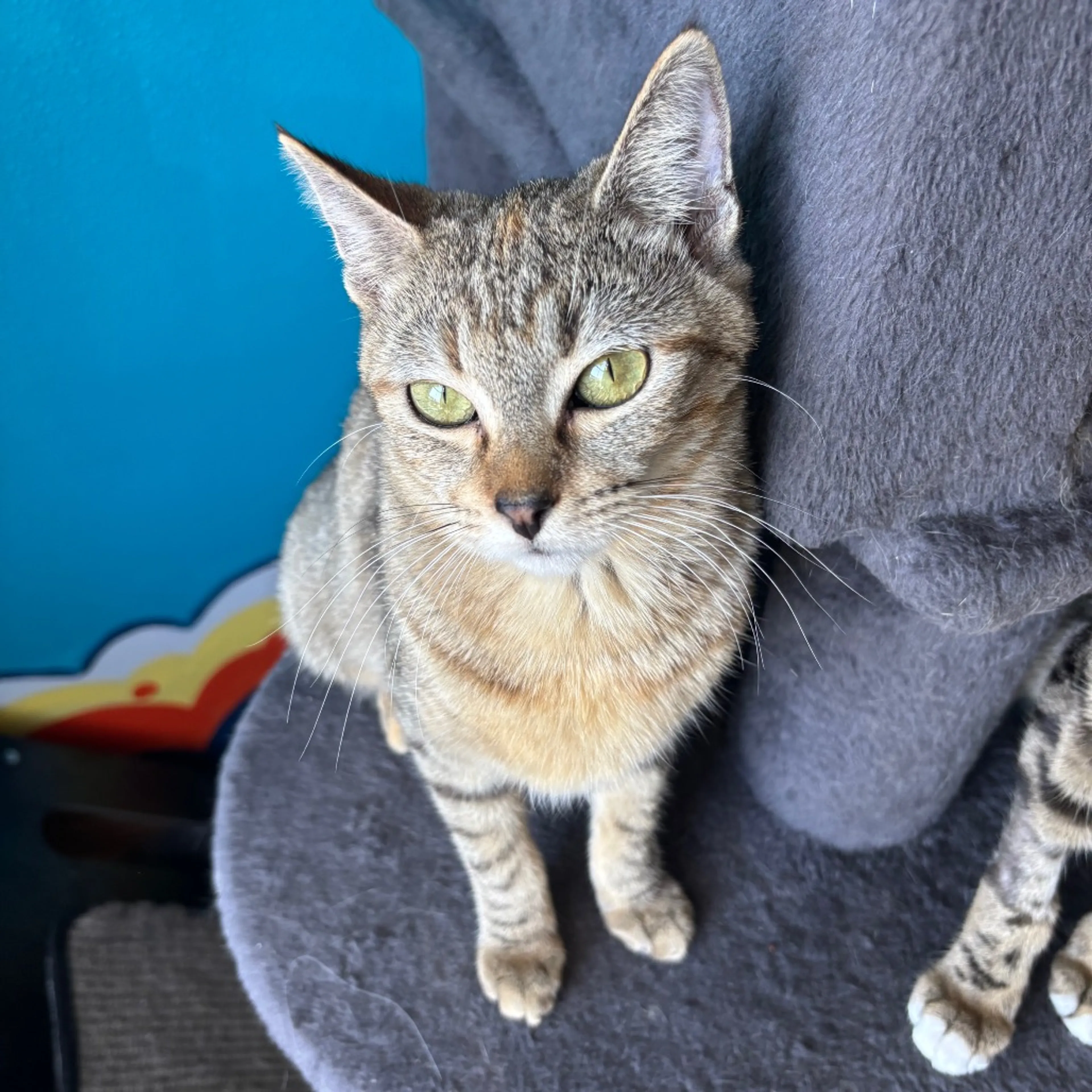 Found pet-1
