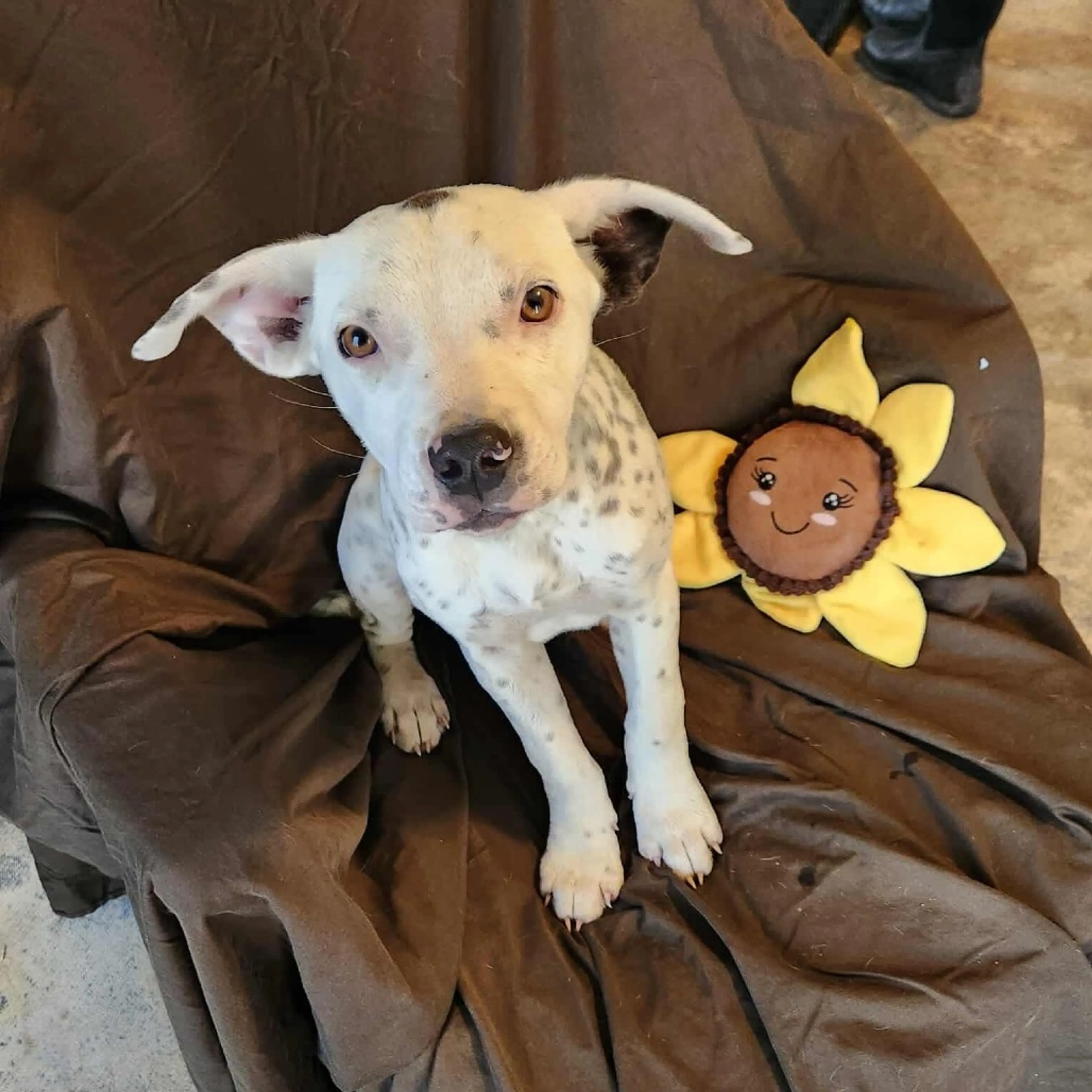 Found pet-2