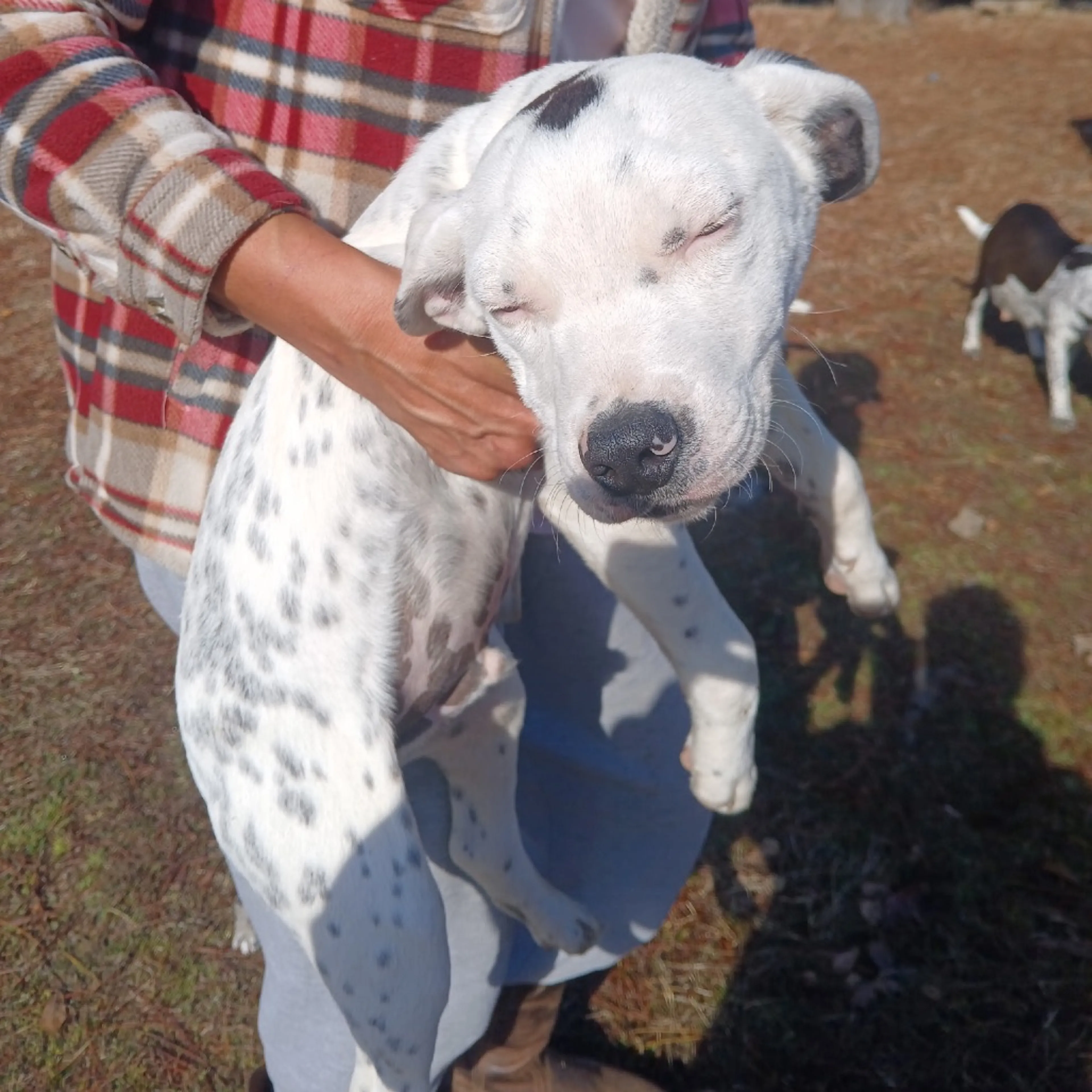 Found pet-1