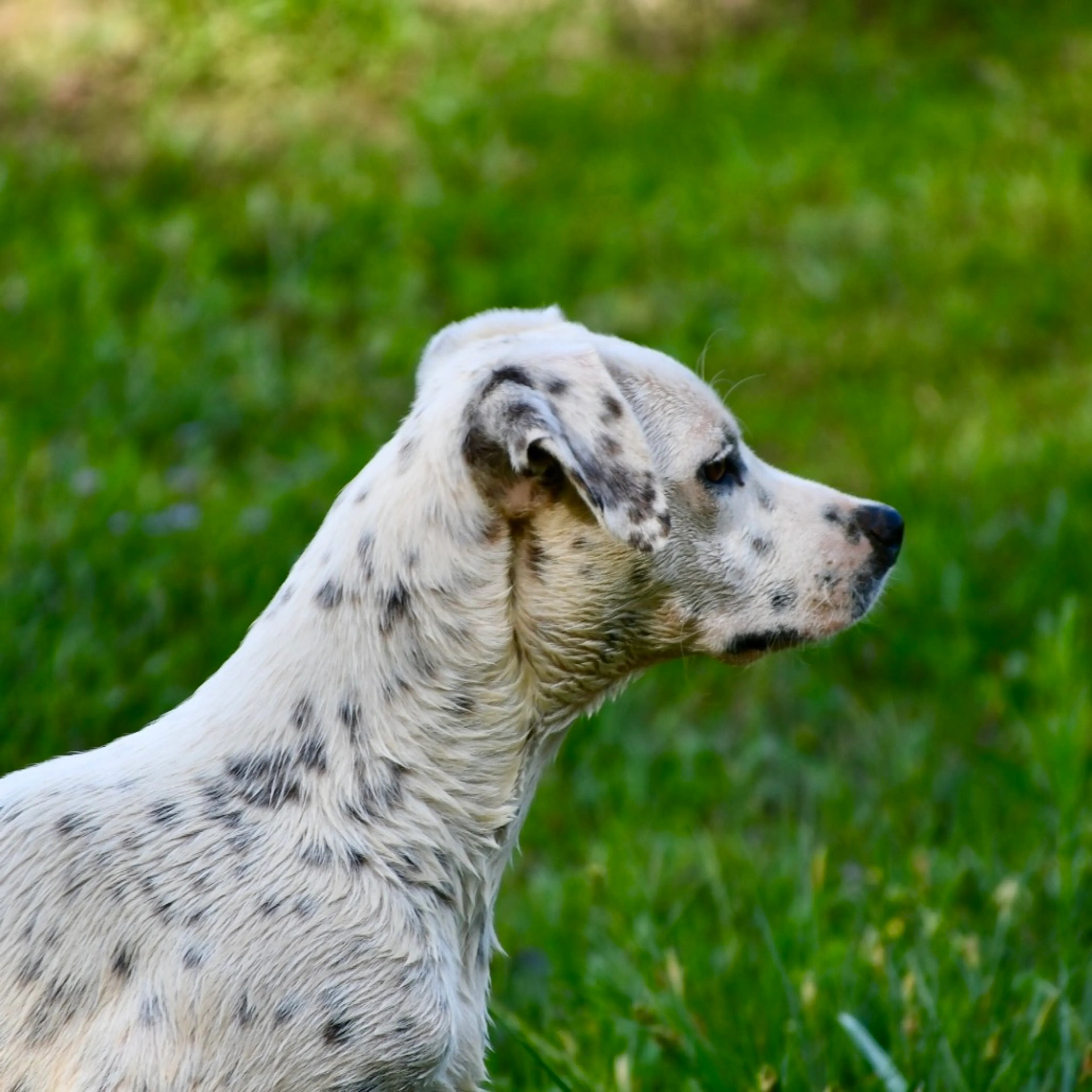 Found pet-5