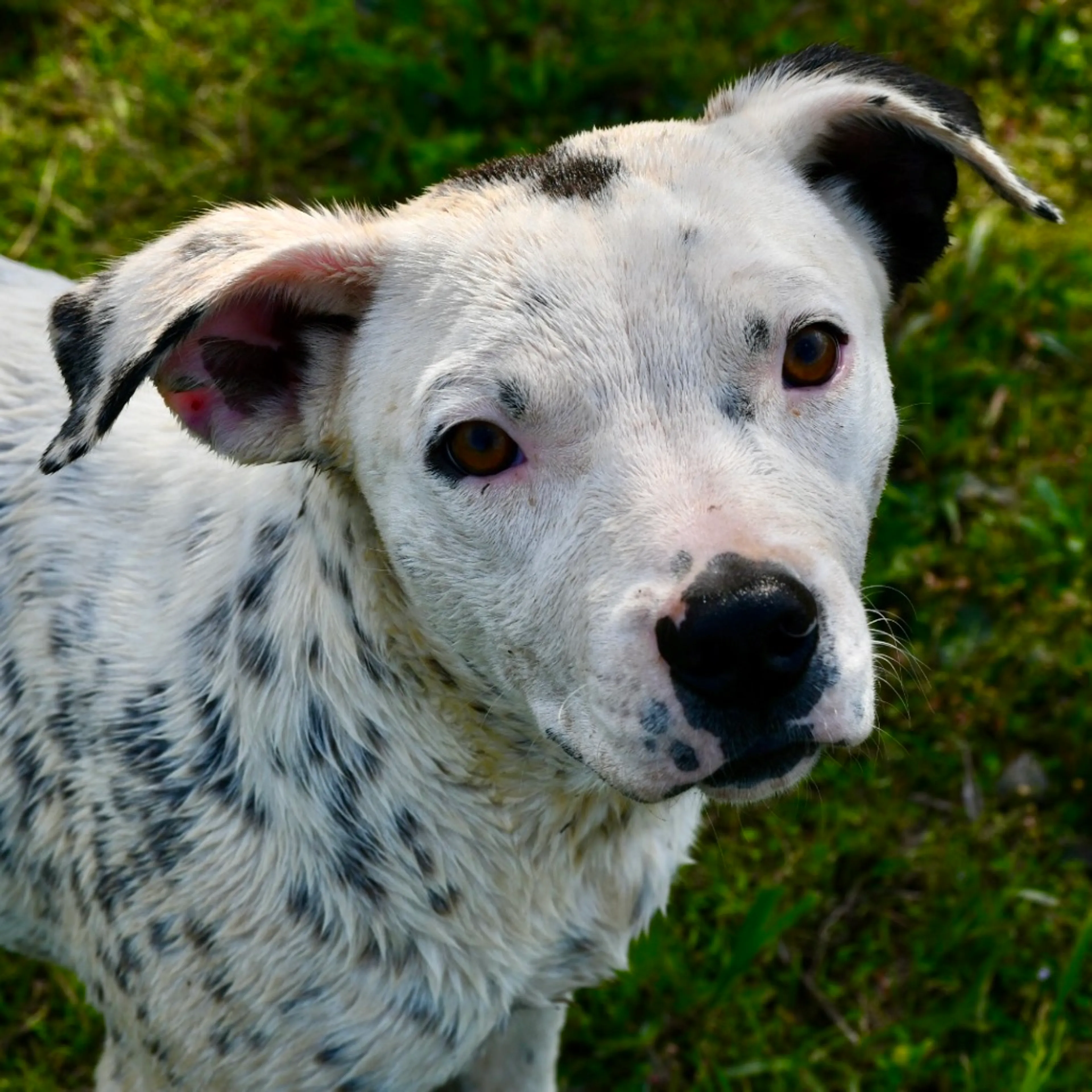Found pet-3