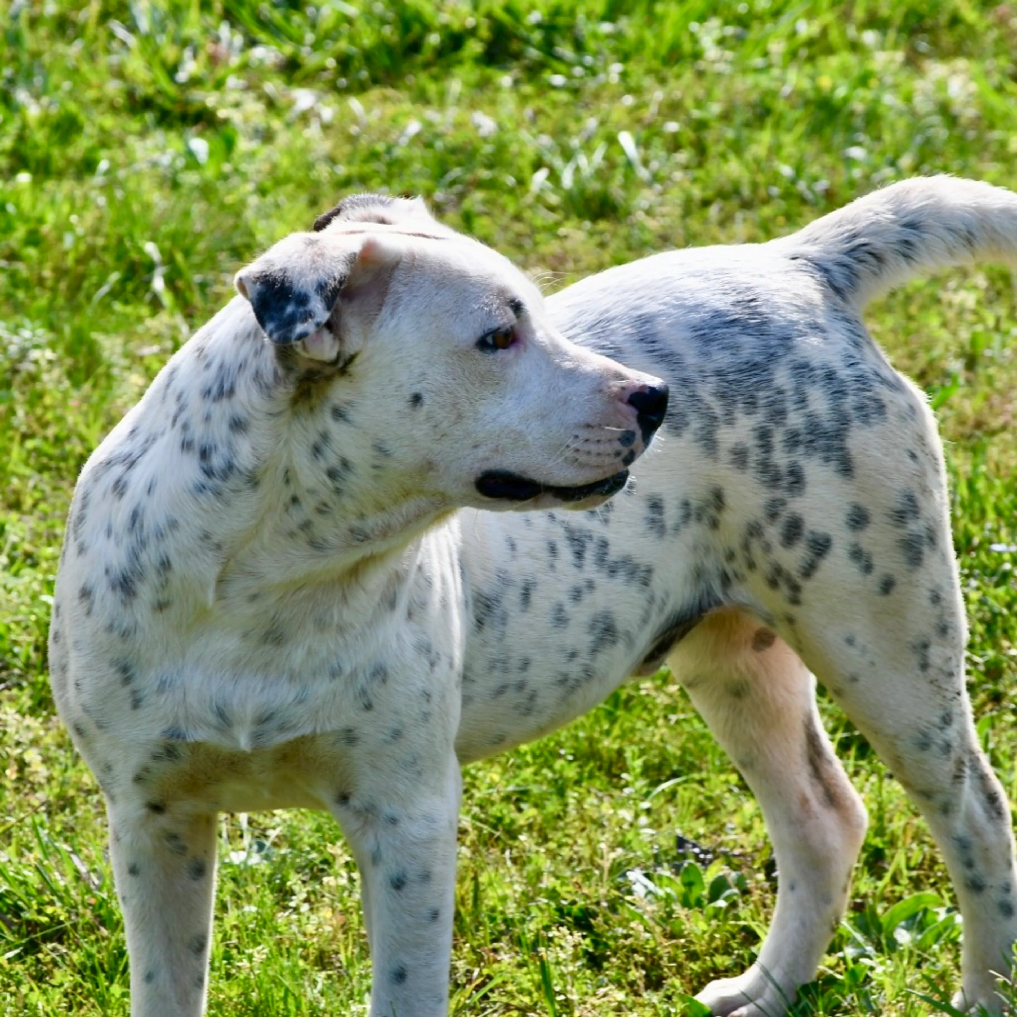 Found pet-4