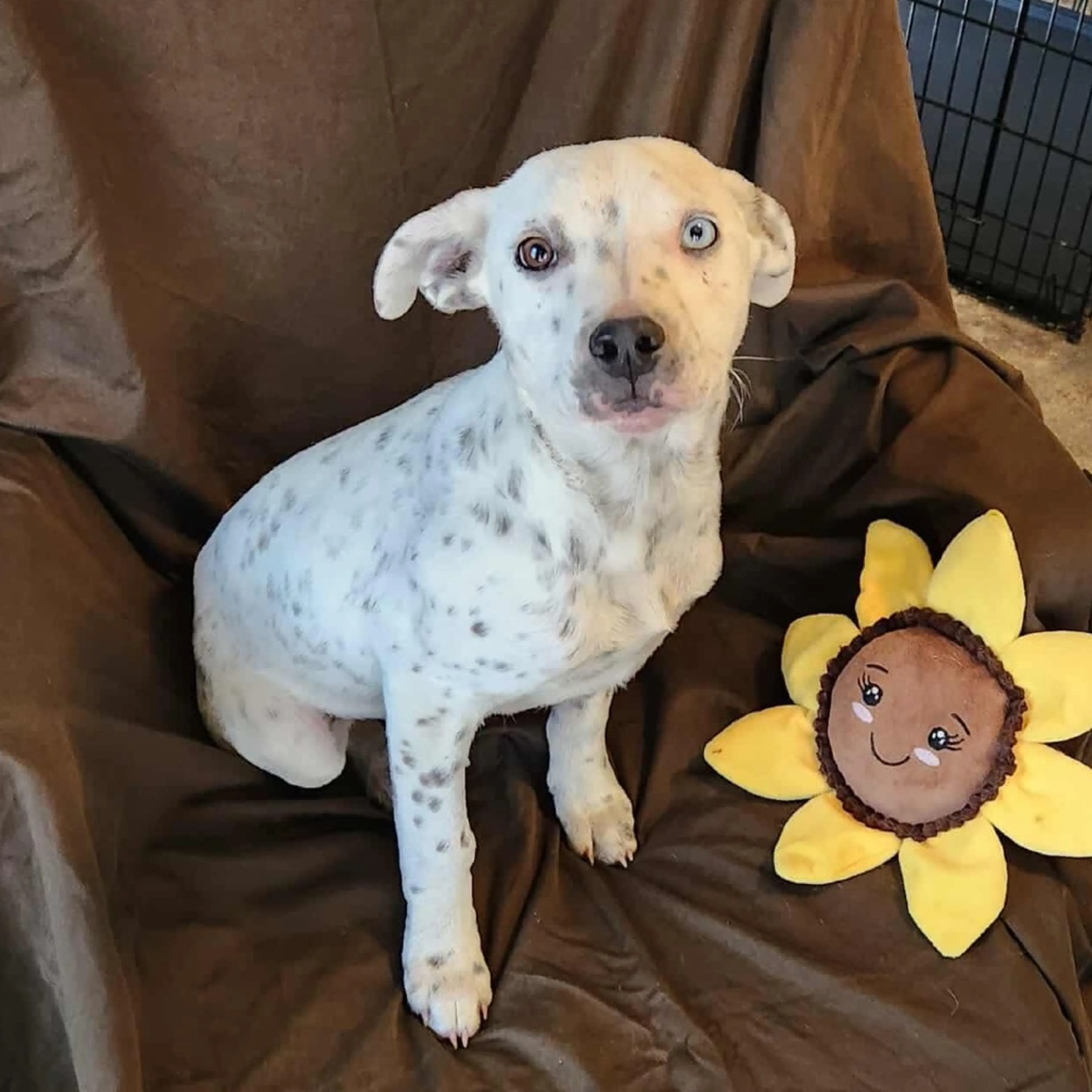Found pet-2