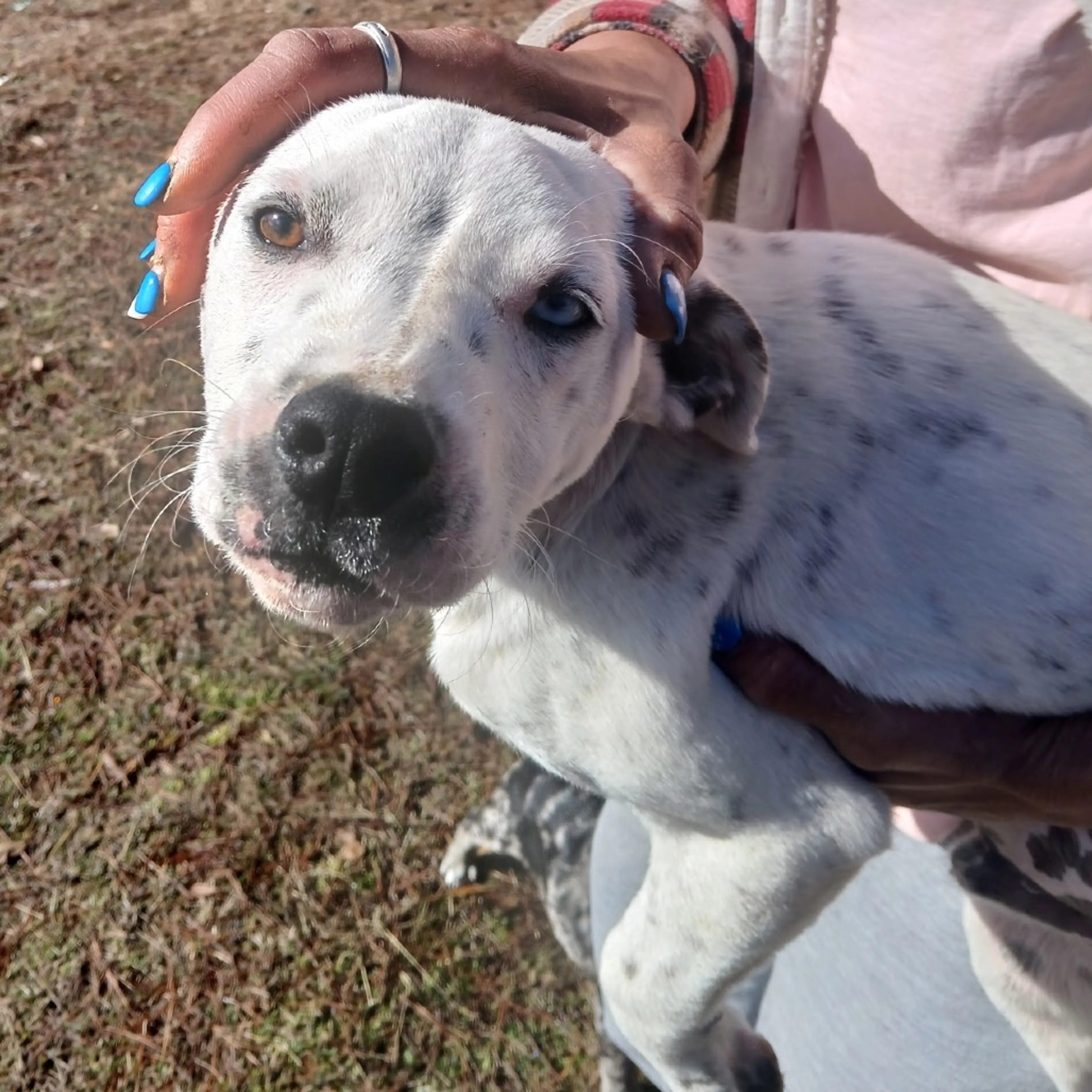 Found pet-1