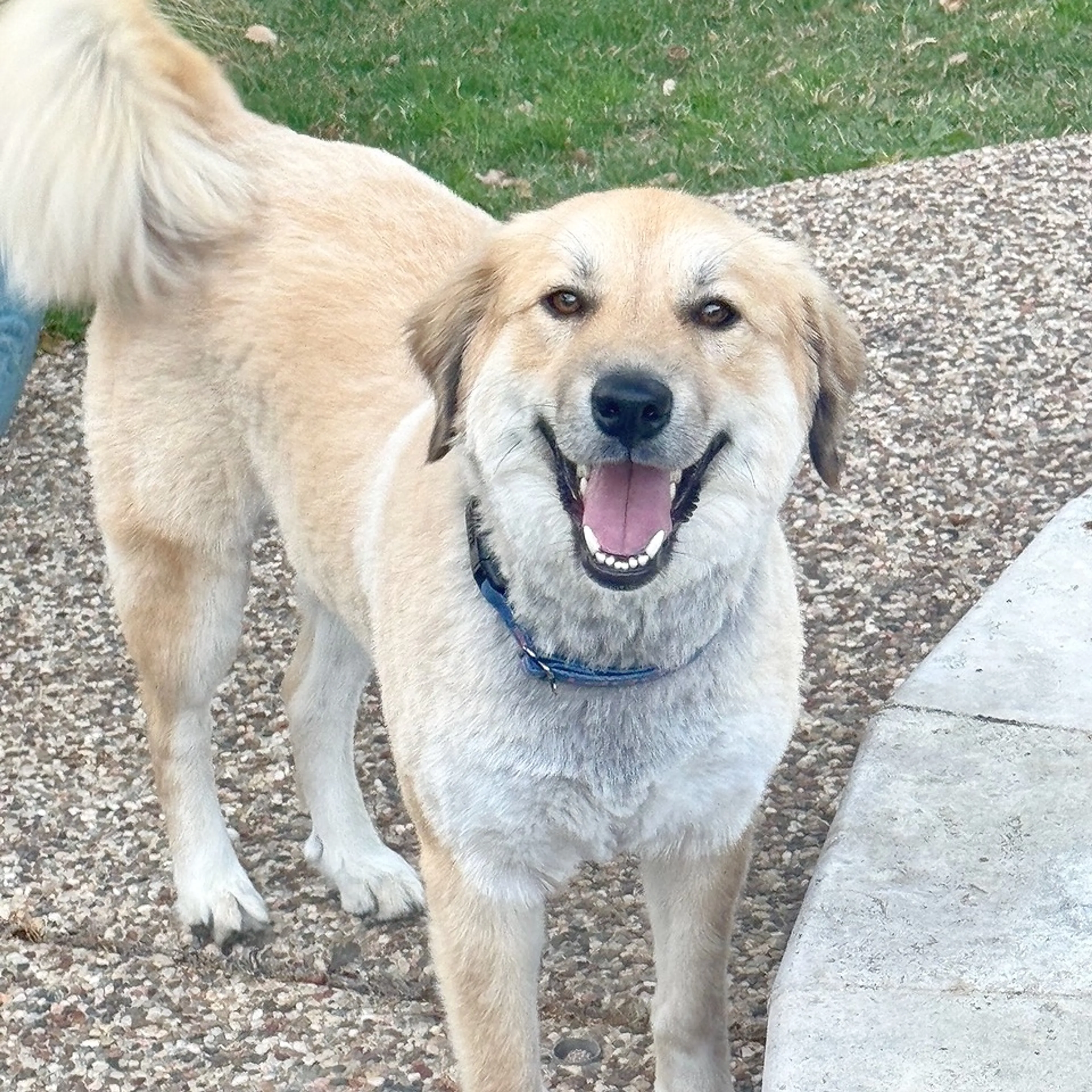 Found pet-1