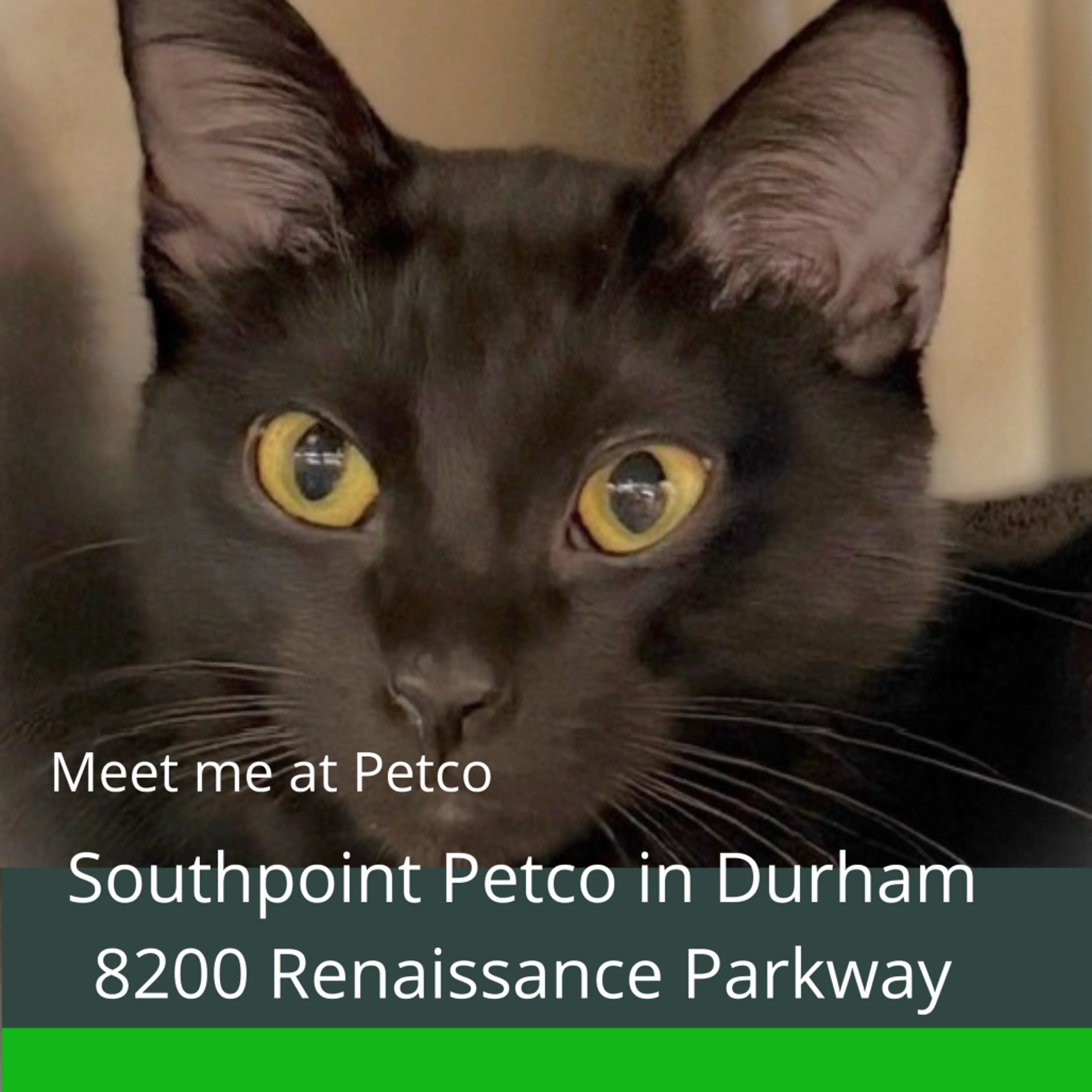 Found pet-0