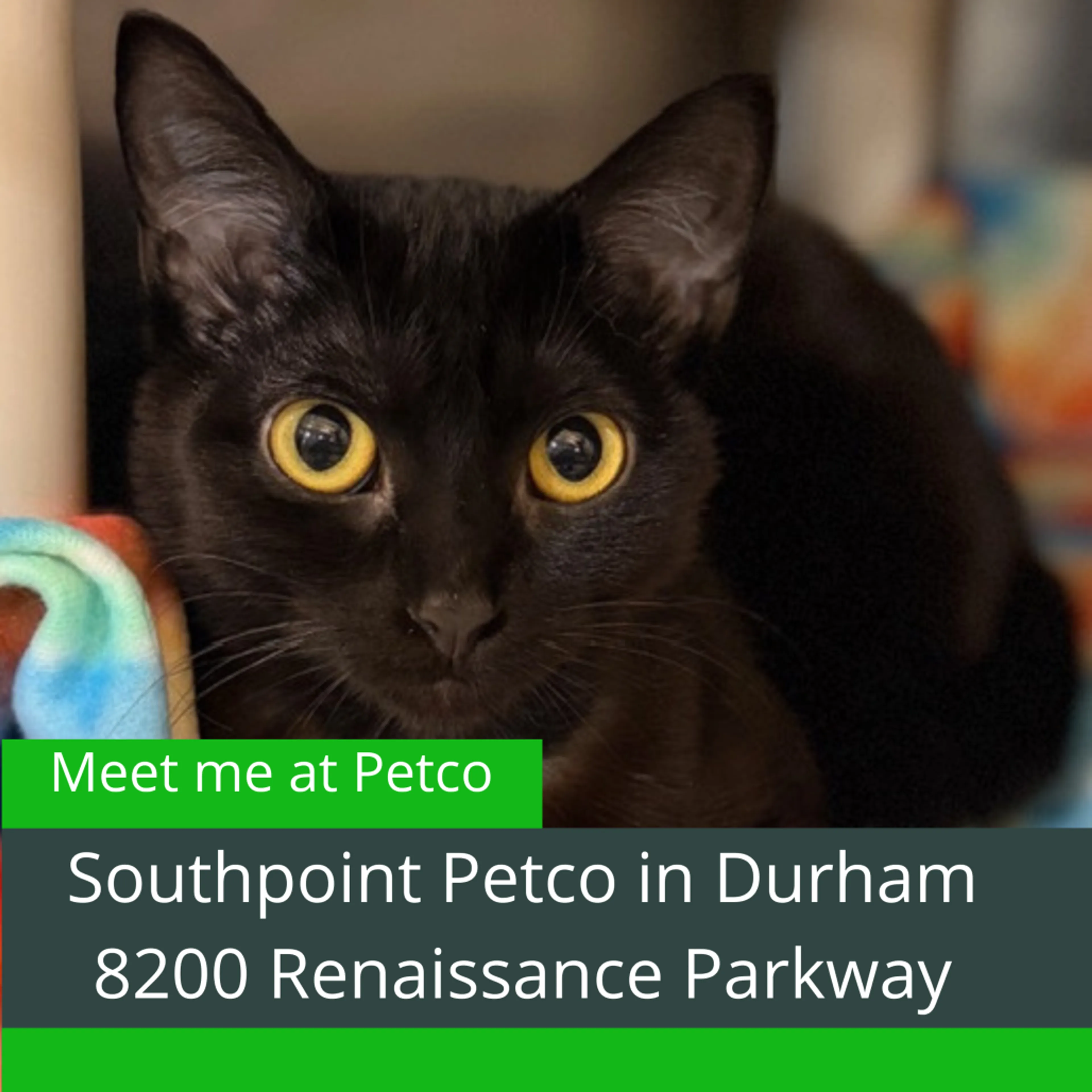 Found pet-0