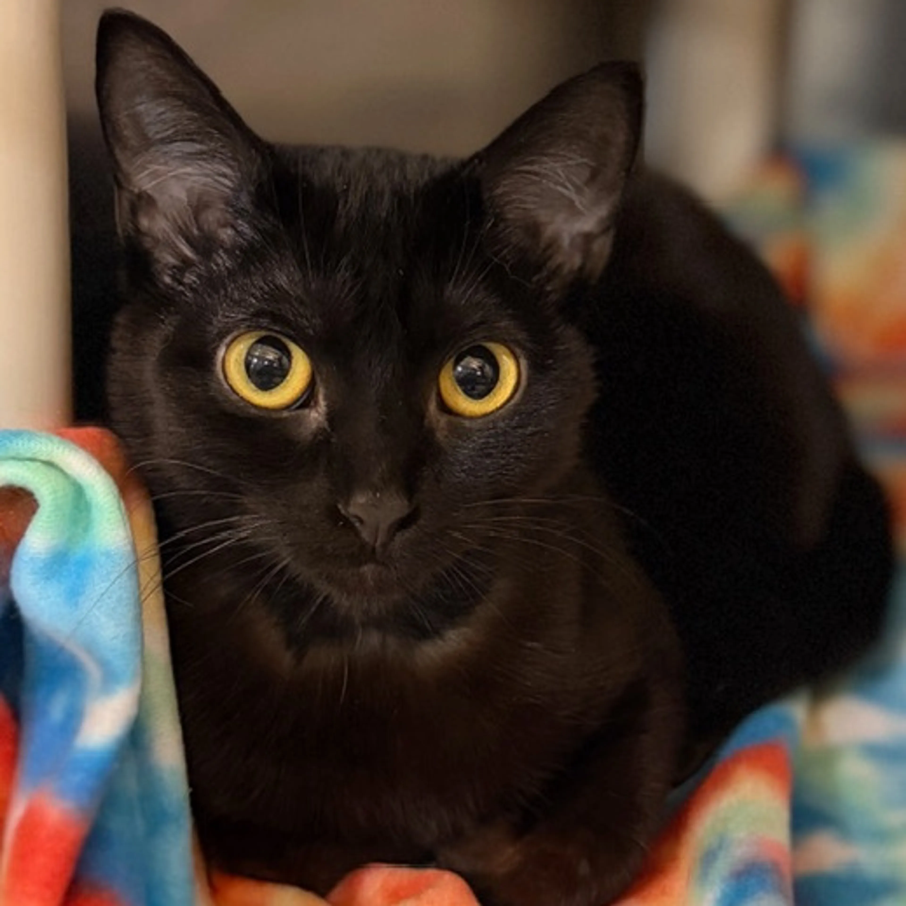 Found pet-8