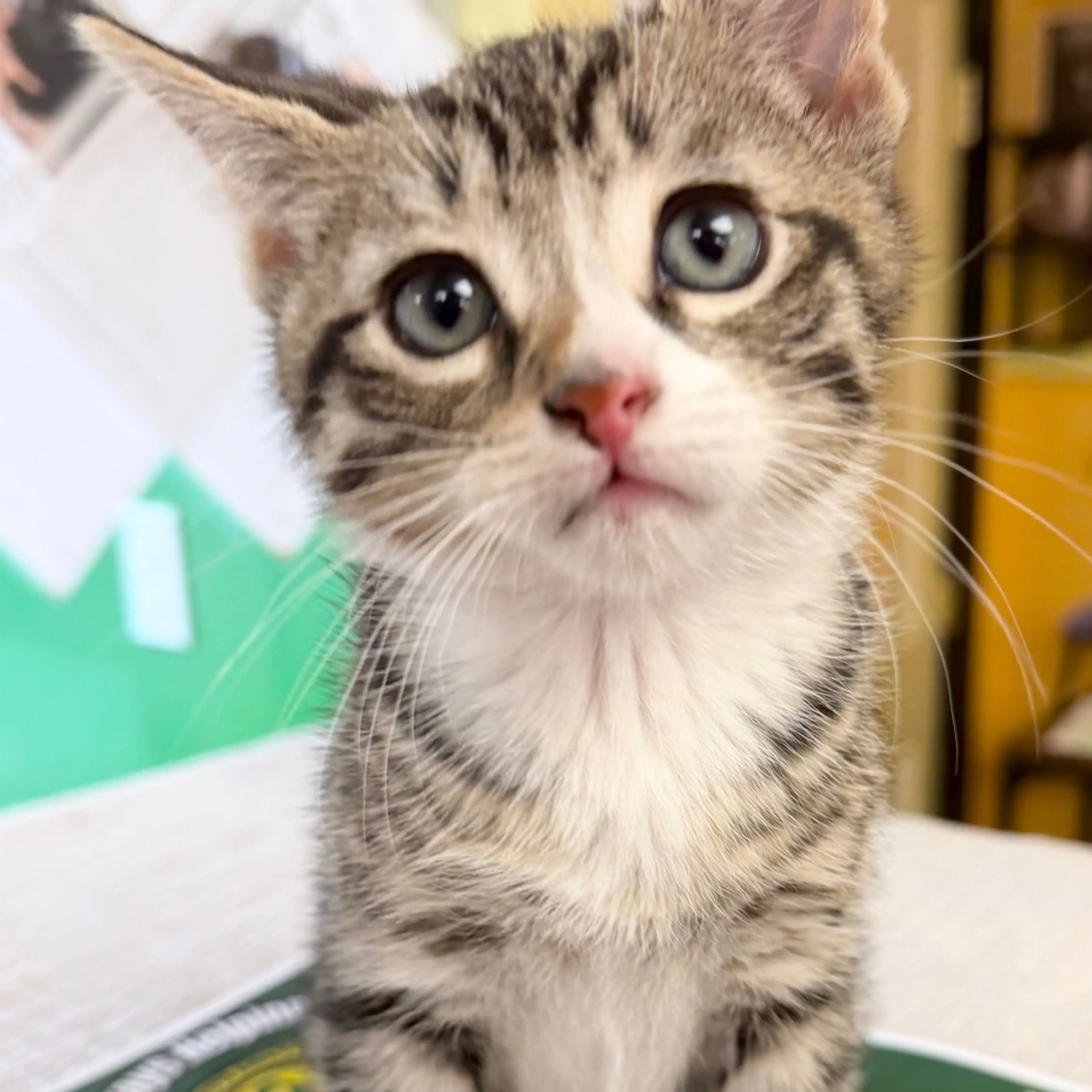 Found pet-2
