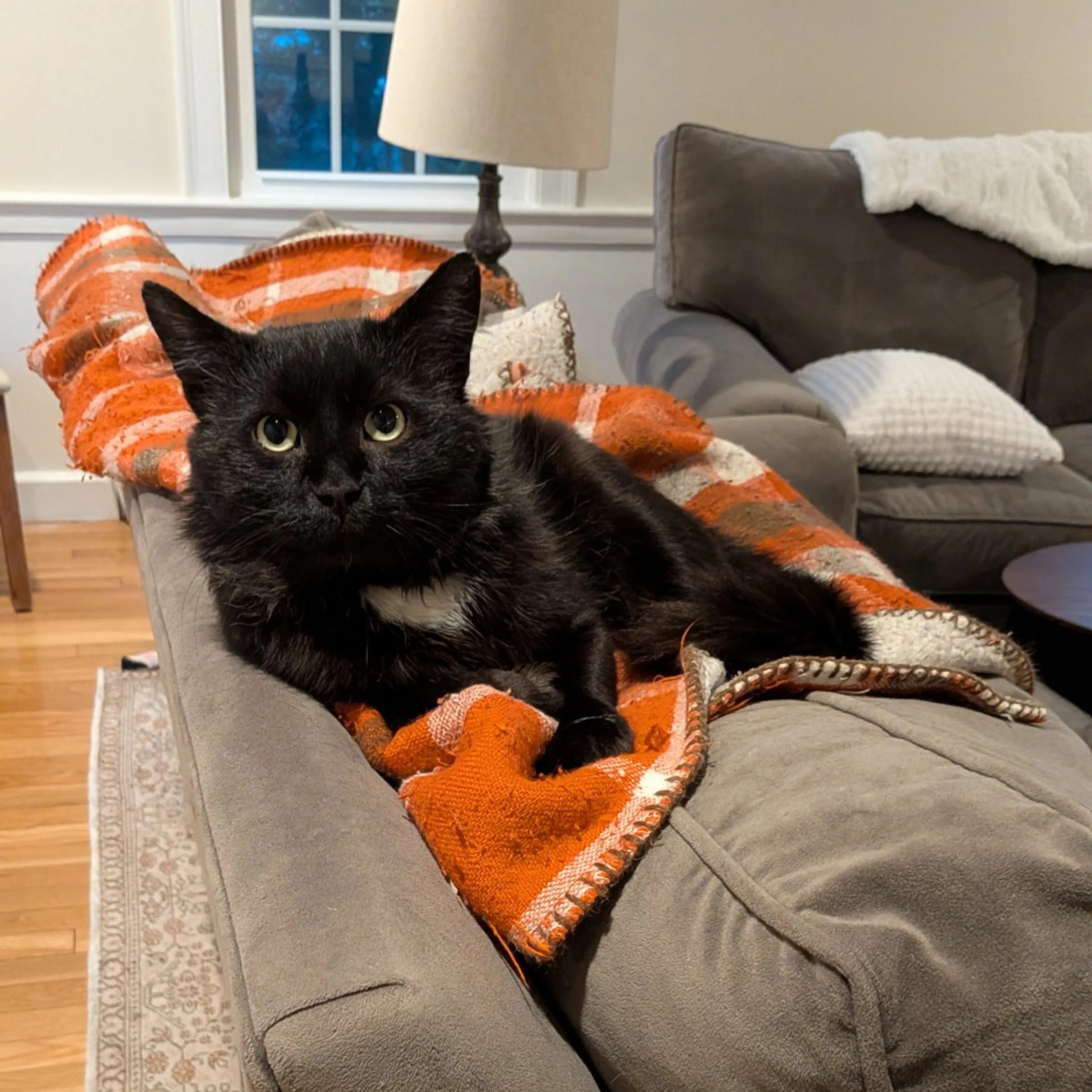 Found pet-0
