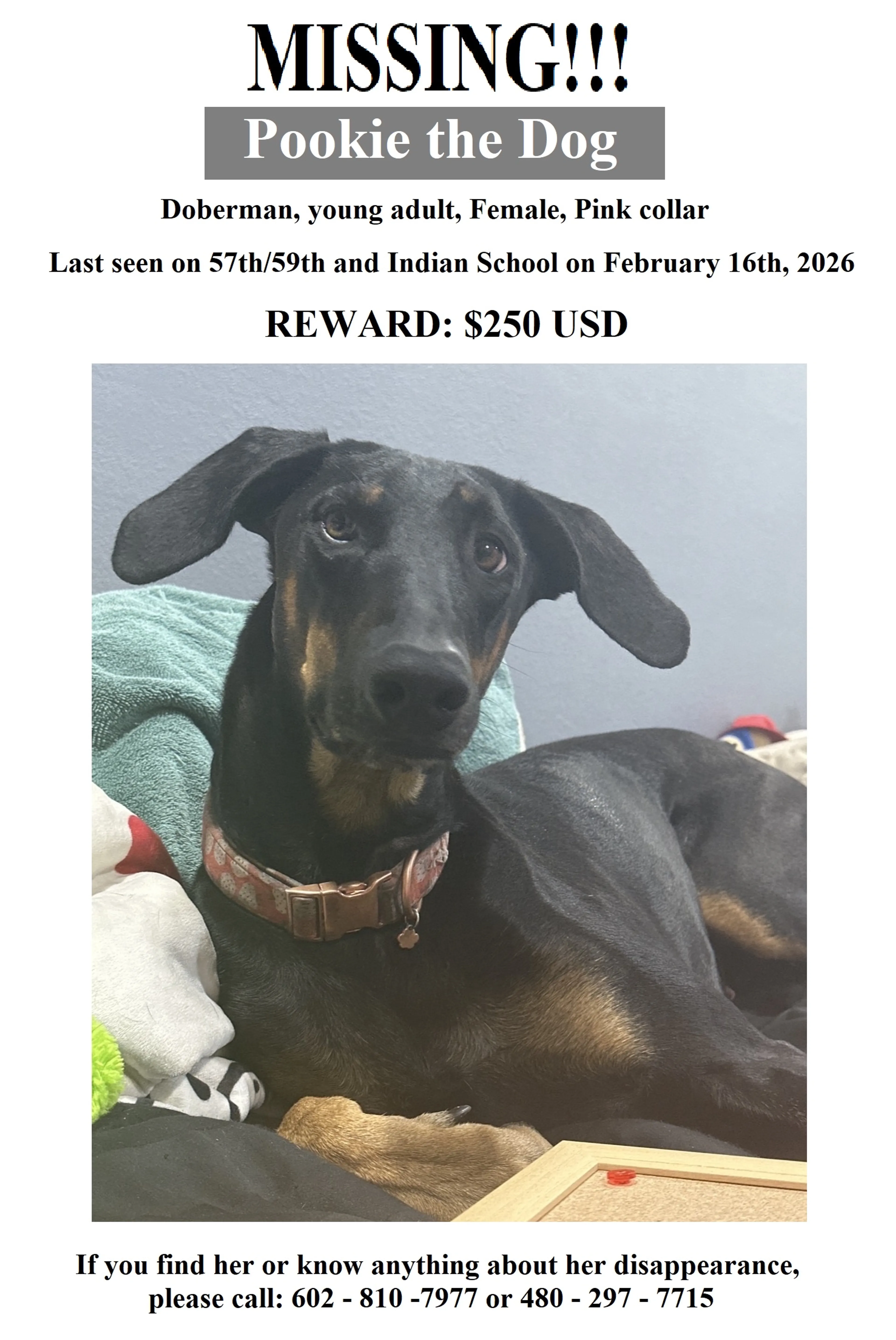 Lost pet