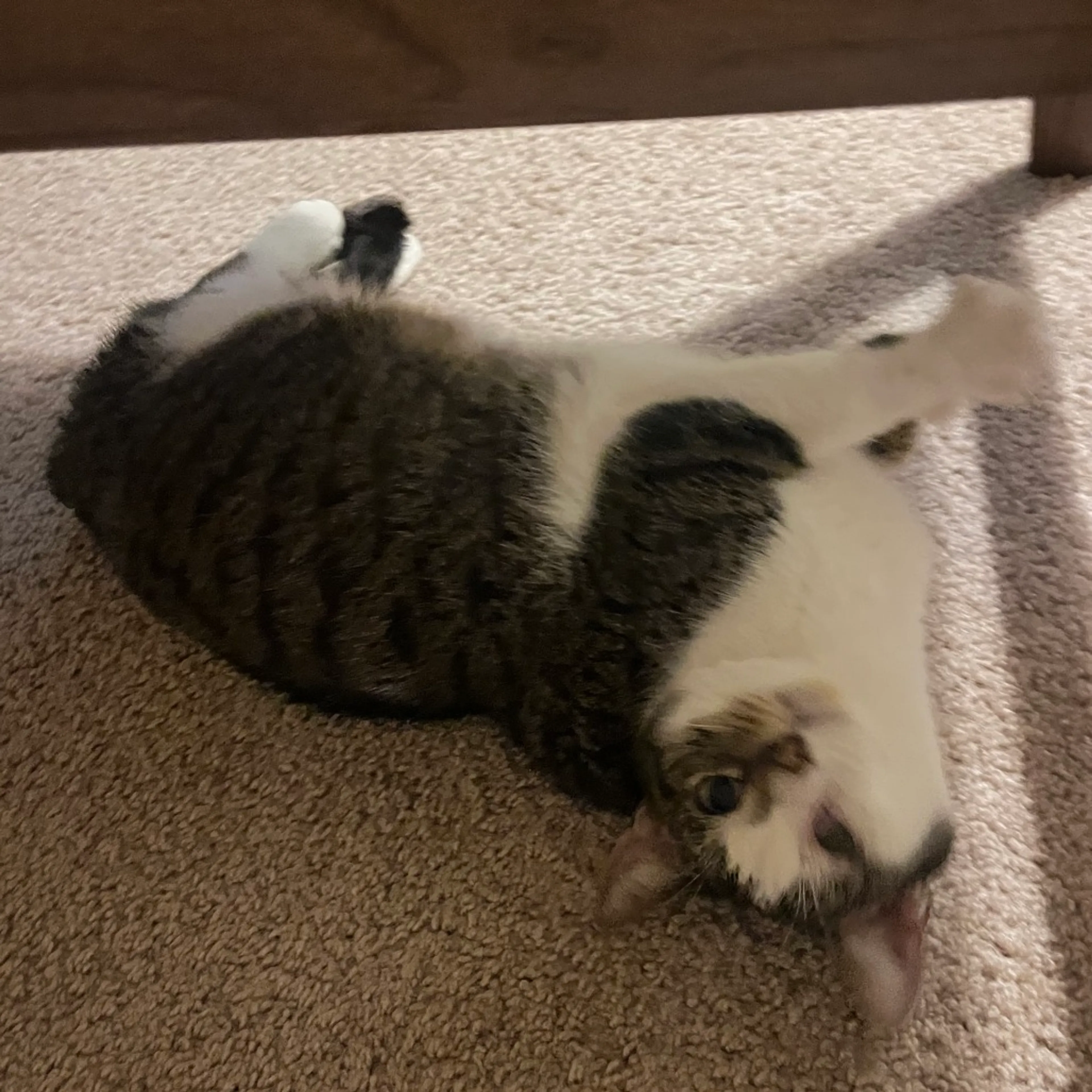 Found pet-0